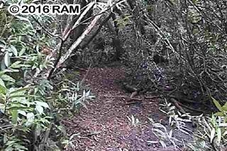 000 Hana Hwy  Hana, Hi vacant land for sale - photo 13 of 13