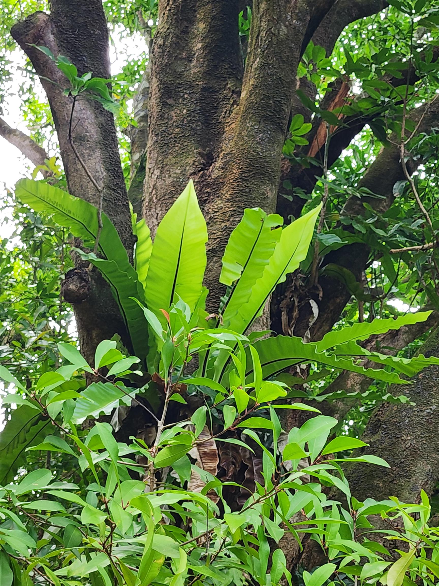 000 Hana Hwy  Hana, Hi vacant land for sale - photo 5 of 13