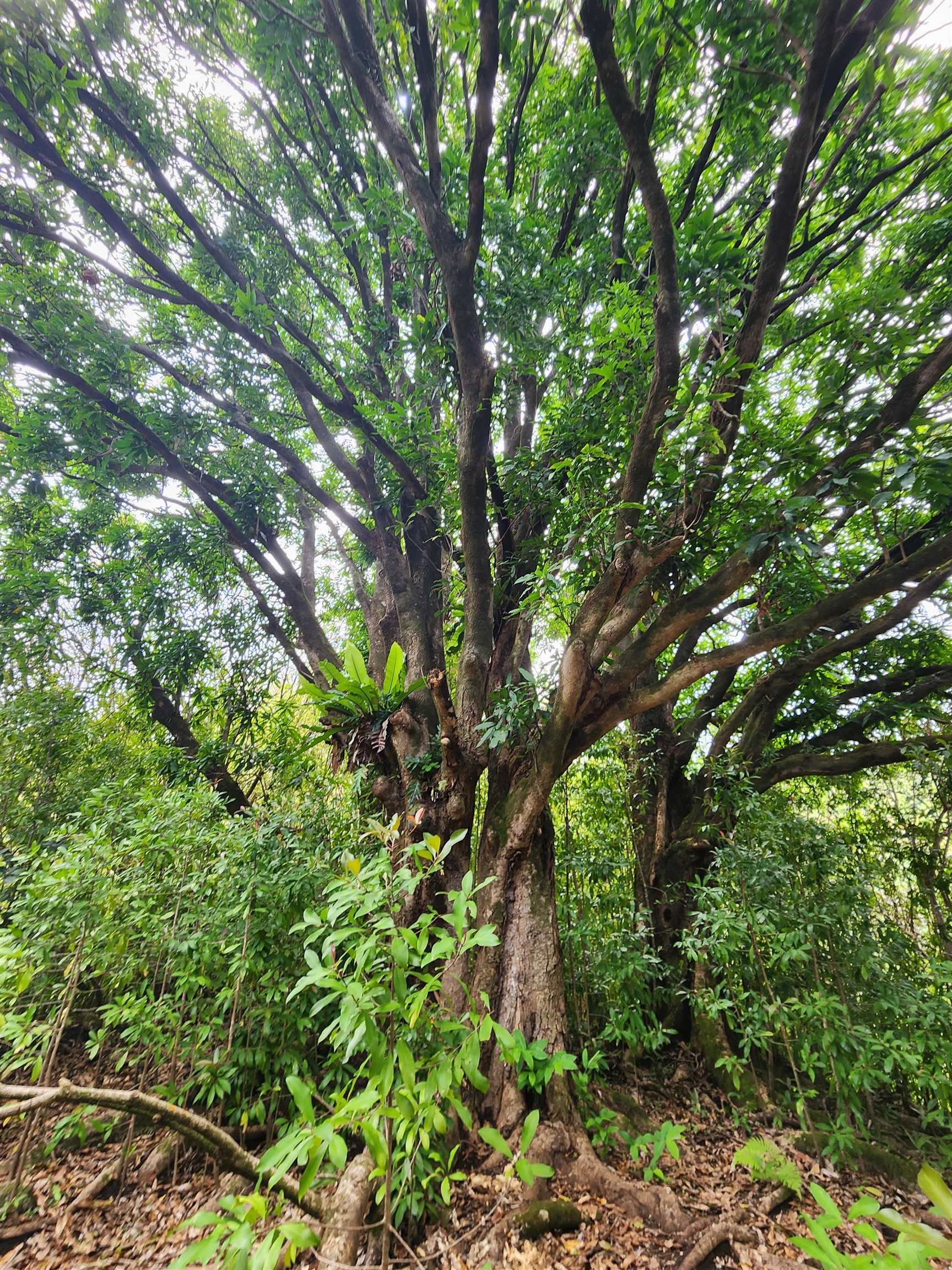 000 Hana Hwy  Hana, Hi vacant land for sale - photo 6 of 13