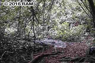 000 Hana Hwy  Hana, Hi vacant land for sale - photo 9 of 13