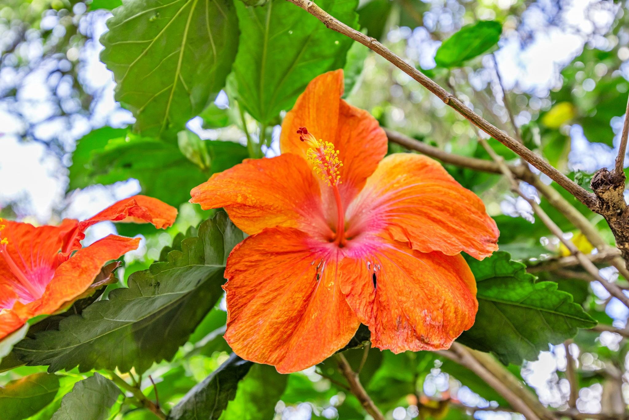 10  Lopaka Pl , Kula/Ulupalakua/Kanaio home - photo 30 of 50