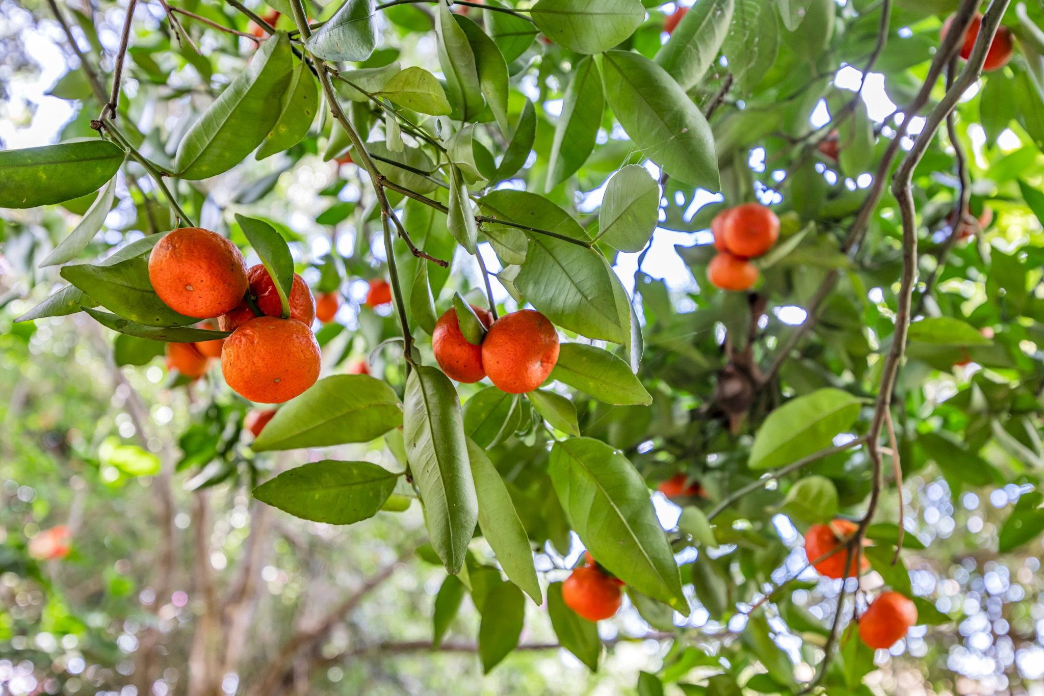 10  Lopaka Pl , Kula/Ulupalakua/Kanaio home - photo 38 of 50
