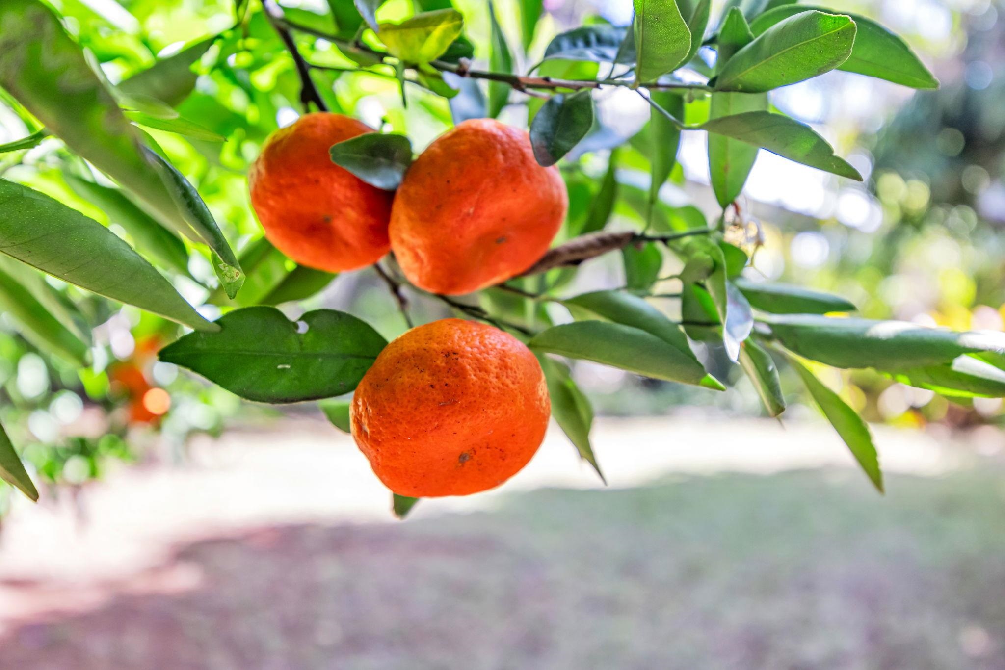 10  Lopaka Pl , Kula/Ulupalakua/Kanaio home - photo 48 of 50