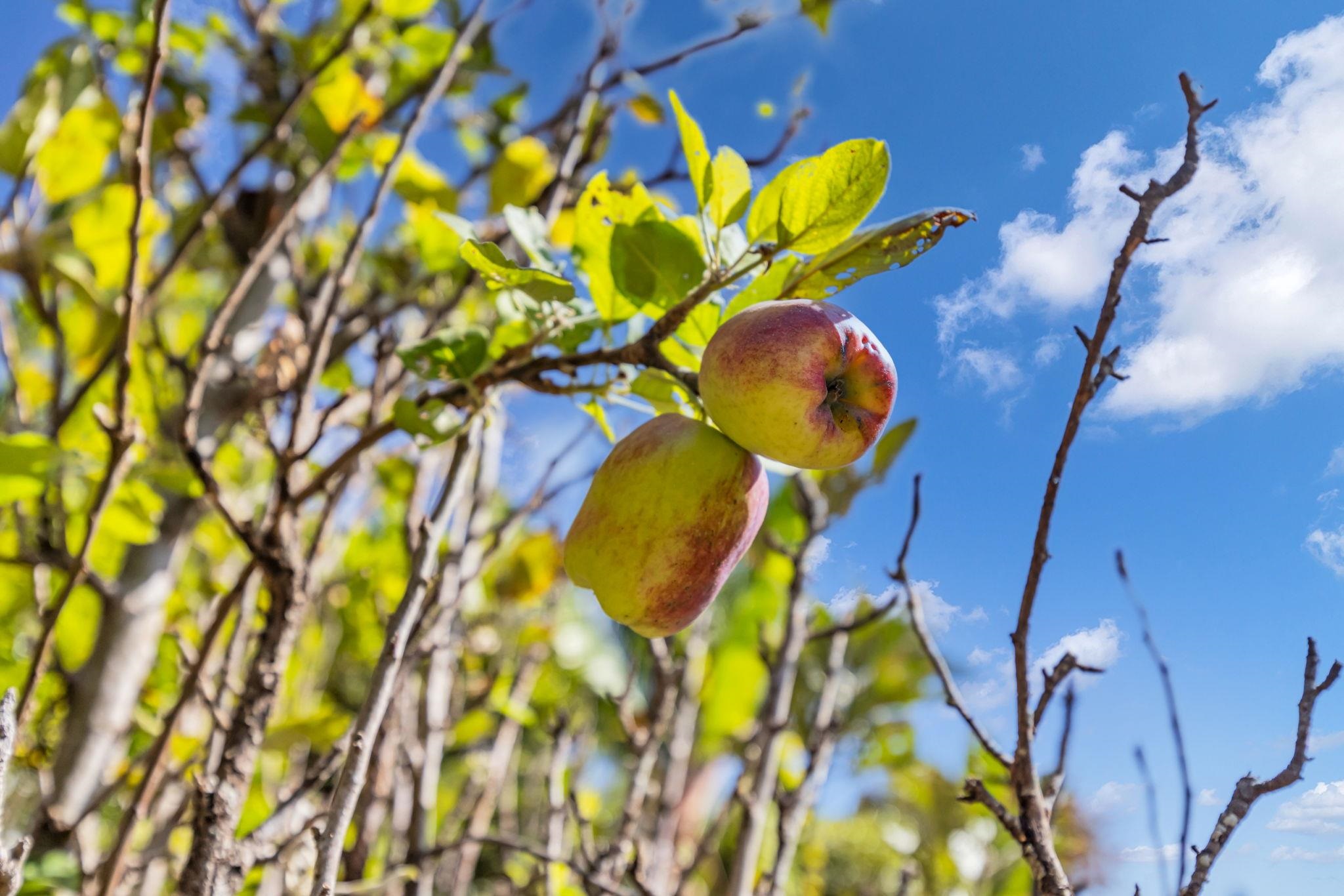 10  Lopaka Pl , Kula/Ulupalakua/Kanaio home - photo 49 of 50