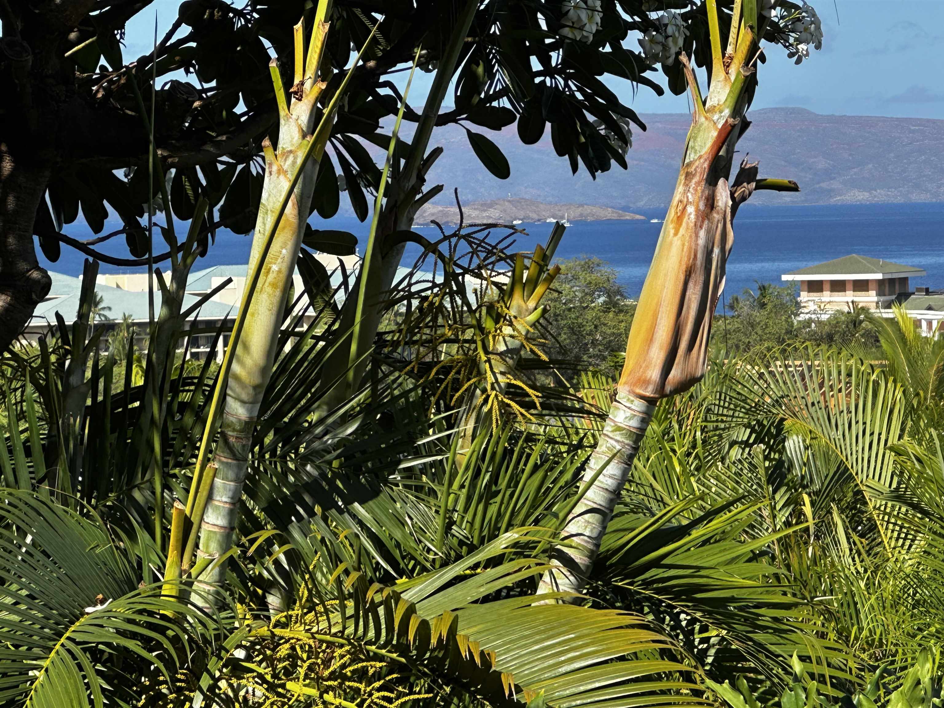 Wailea Ekolu condo # 203, Kihei, Hawaii - photo 29 of 50