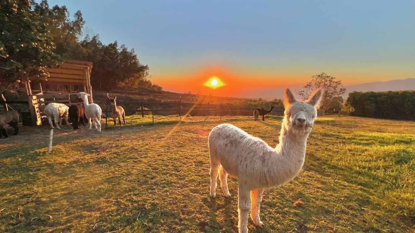 100  Kawehi Pl , Kula/Ulupalakua/Kanaio home - photo 30 of 50