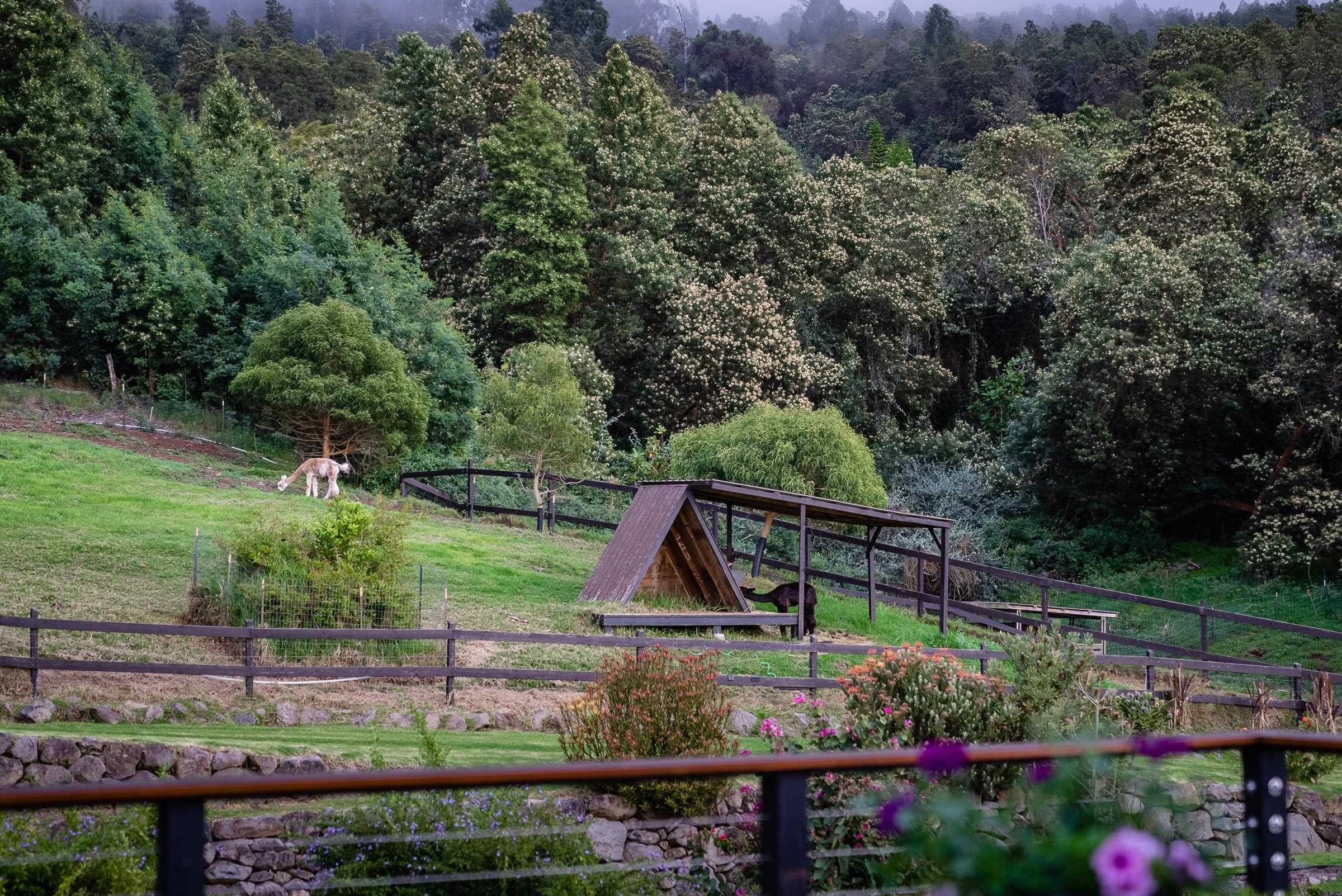 100  Kawehi Pl , Kula/Ulupalakua/Kanaio home - photo 50 of 50