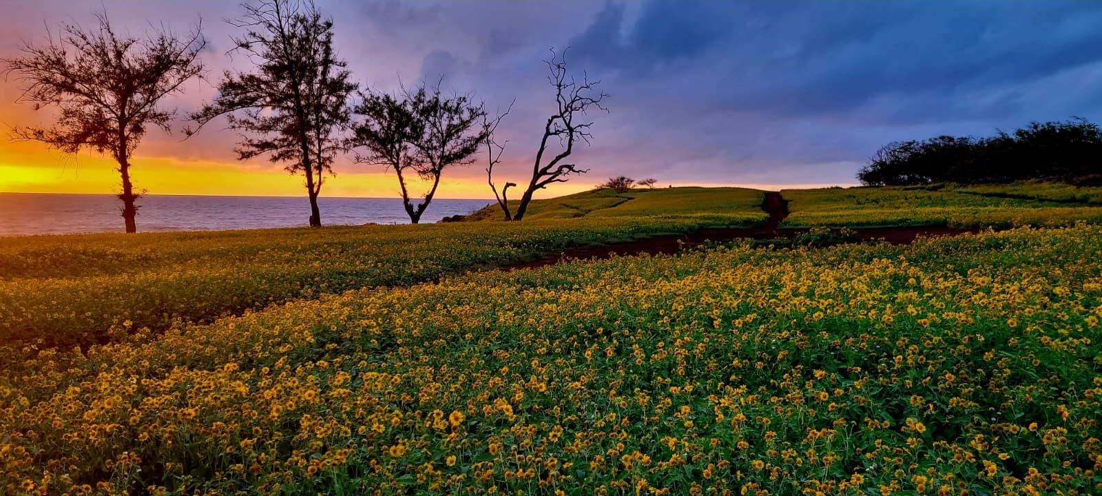 Paniolo Hale condo # J-3, Maunaloa, Hawaii - photo 34 of 40
