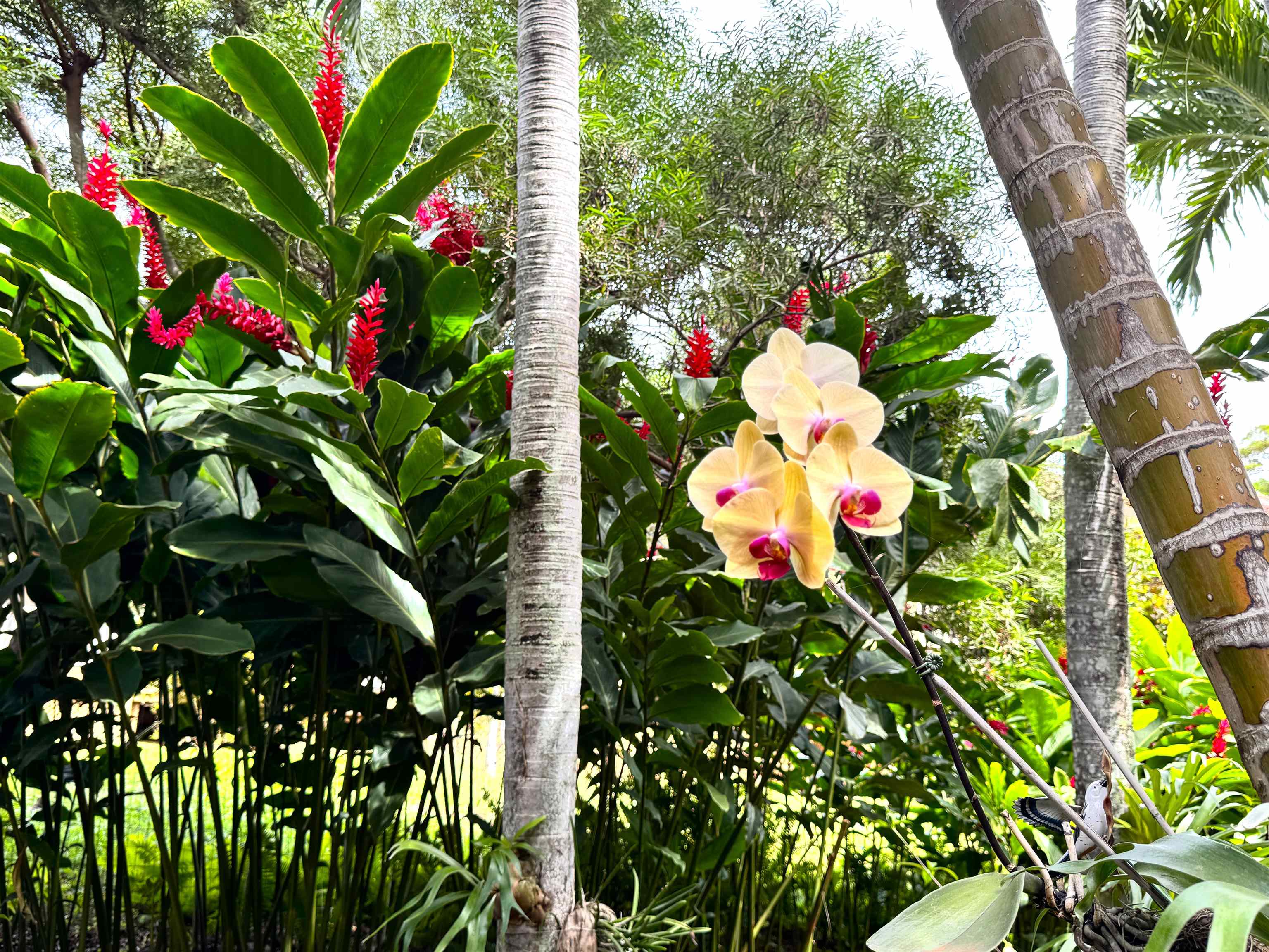 Paniolo Hale condo # J-3, Maunaloa, Hawaii - photo 39 of 40