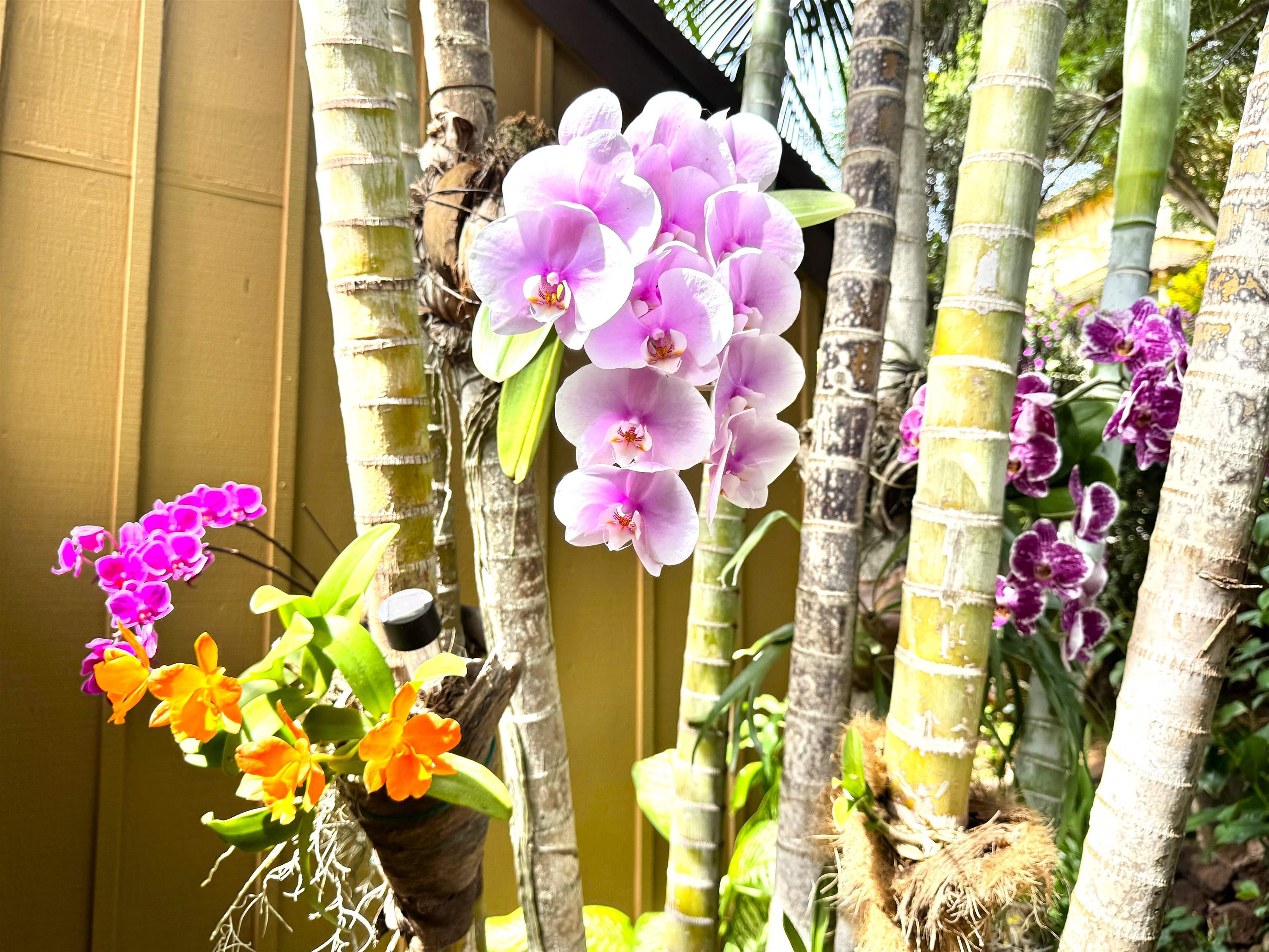 Paniolo Hale condo # J-3, Maunaloa, Hawaii - photo 40 of 40