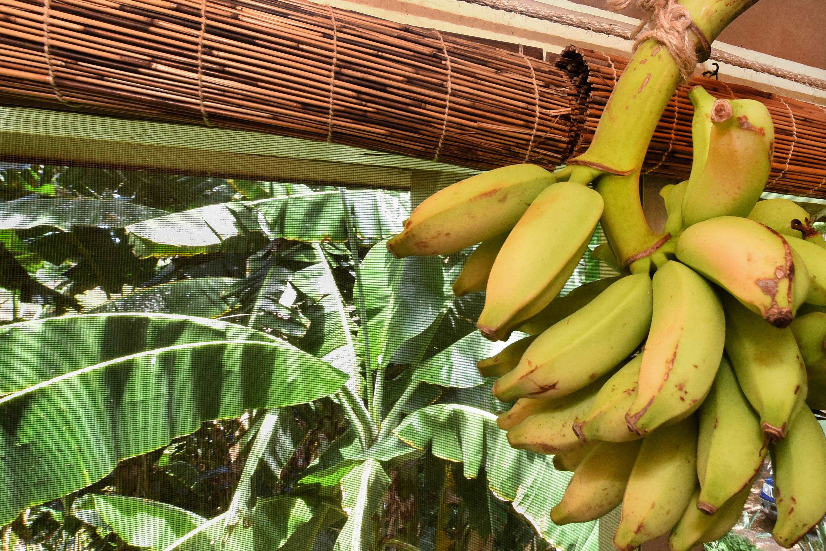 Paniolo Hale condo # P4, Maunaloa, Hawaii - photo 23 of 39