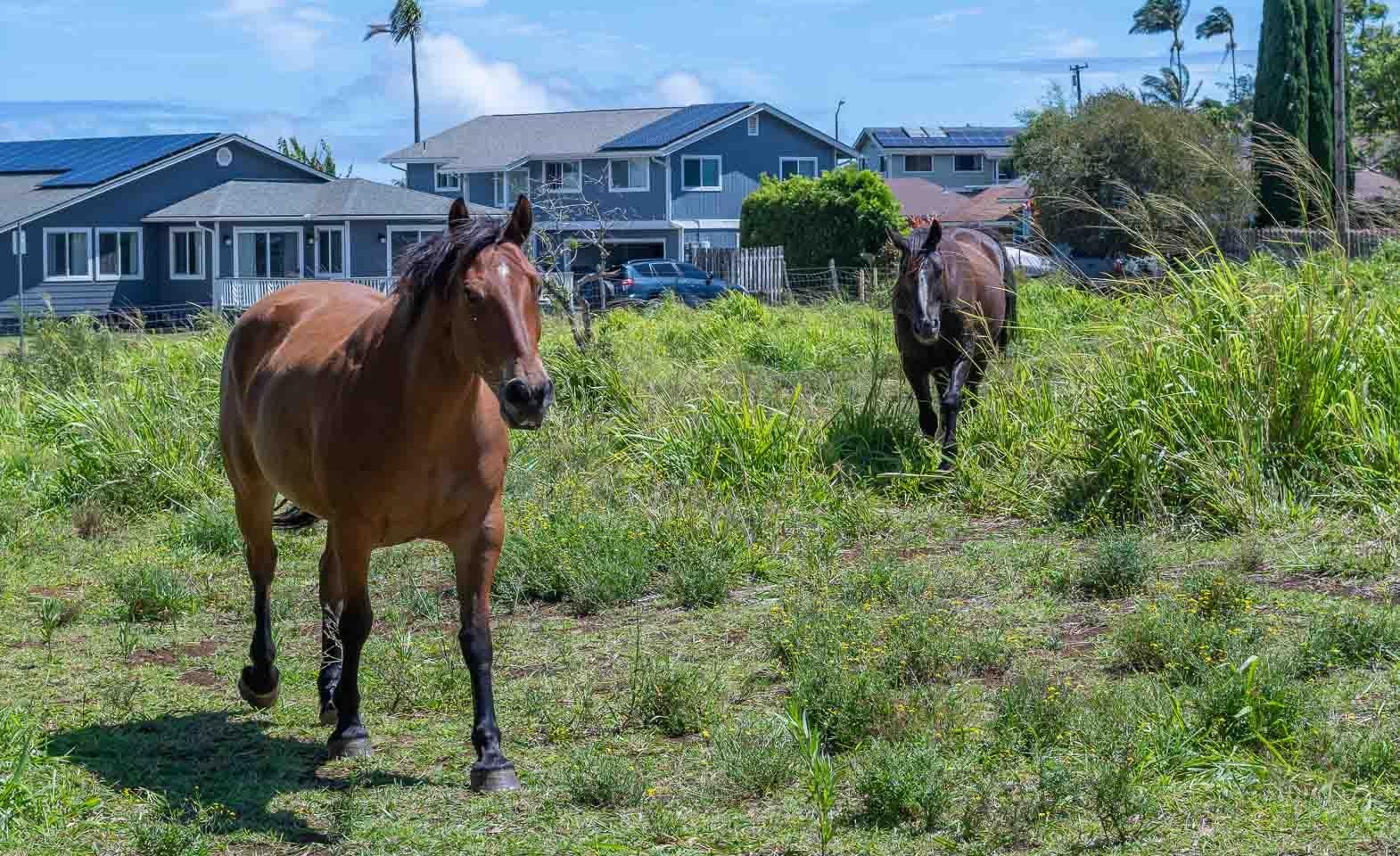 1025  Ukiu Rd , Makawao/Olinda/Haliimaile home - photo 8 of 50