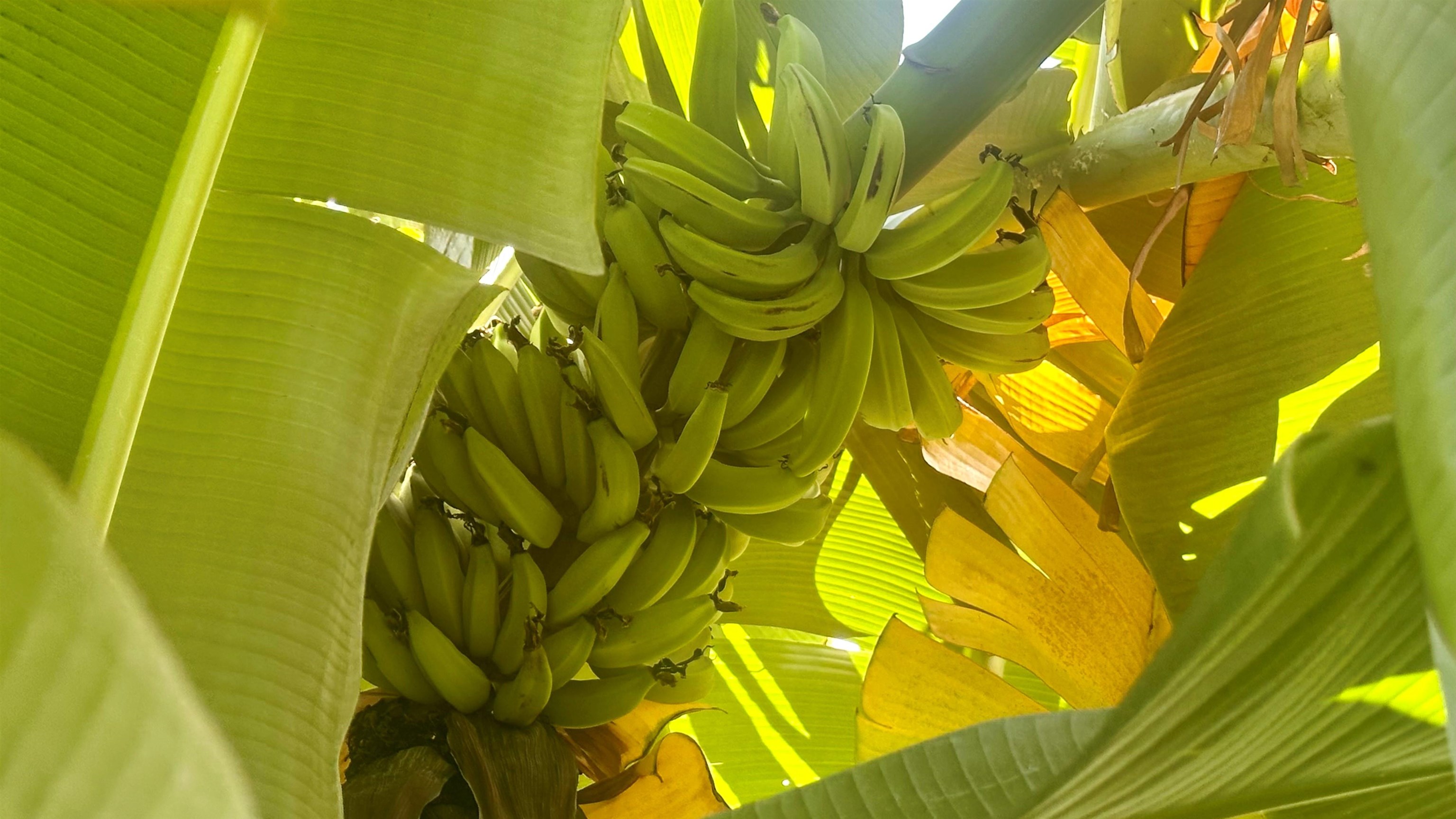 103  Moana Ave Moana Estates, Kihei home - photo 40 of 50