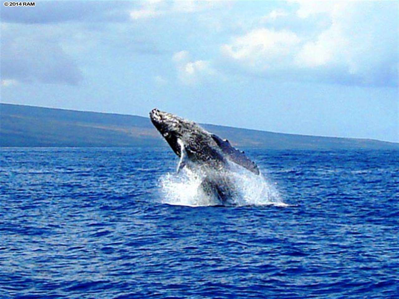 Maui Sunset condo # B-302, Kihei, Hawaii - photo 26 of 30