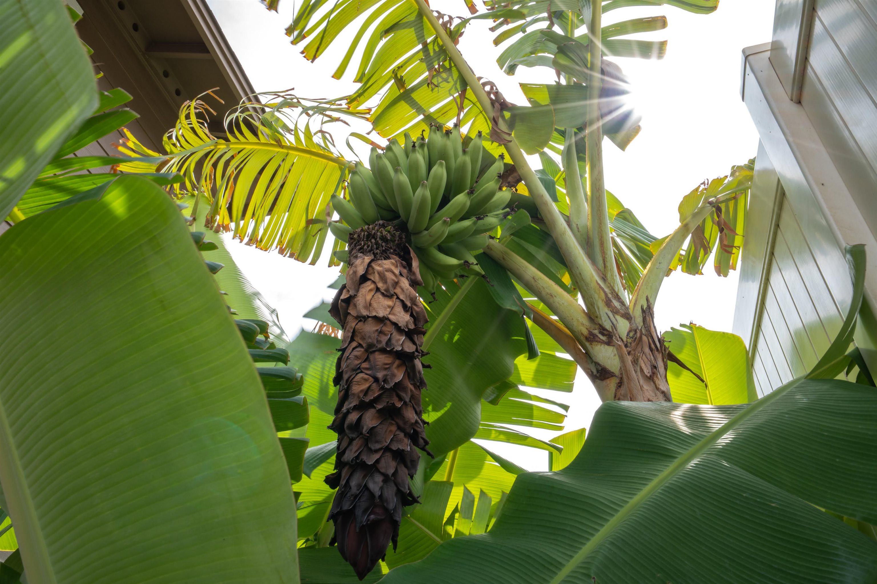 104  Kamahao Cir , Wailuku home - photo 22 of 38