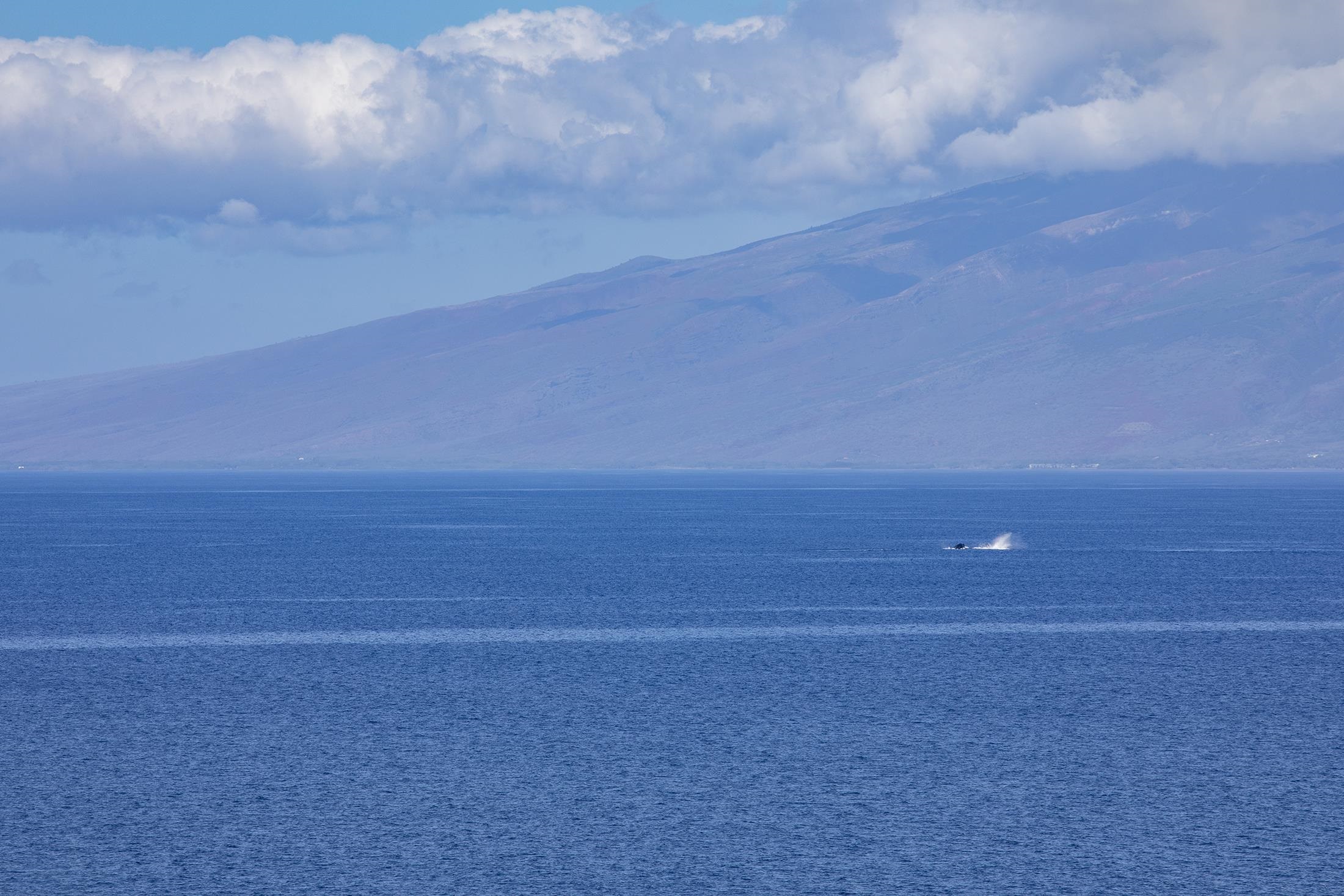Maui Kai condo # 1002, Lahaina, Hawaii - photo 16 of 27