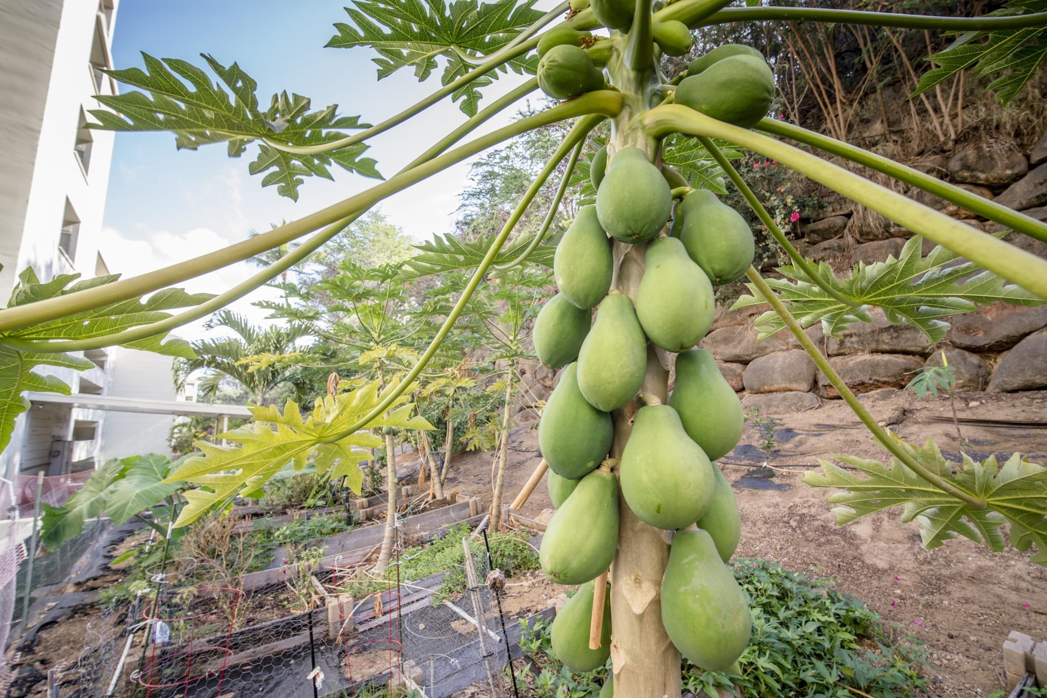 Puuone Towers and Plaza condo # 310, Wailuku, Hawaii - photo 44 of 46