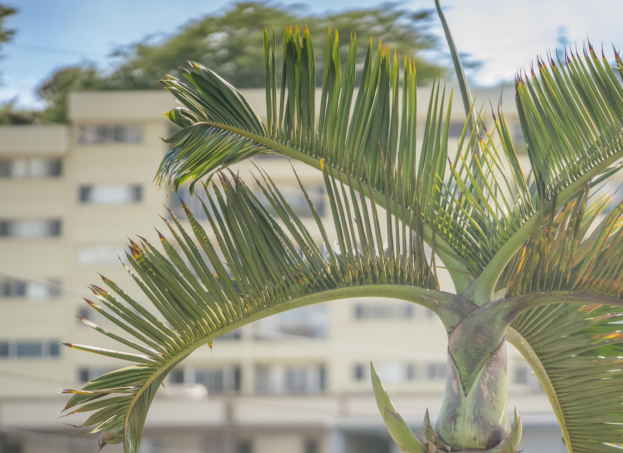 Puuone Towers and Plaza condo # 310, Wailuku, Hawaii - photo 45 of 46