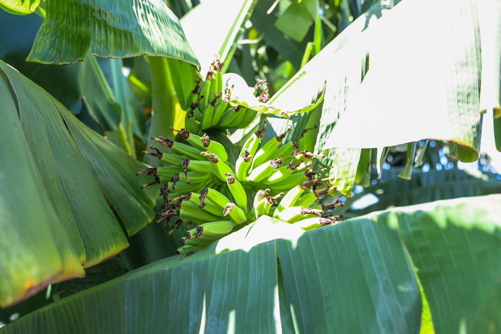 107  Mehani Pl Kalama View, Kihei home - photo 43 of 50