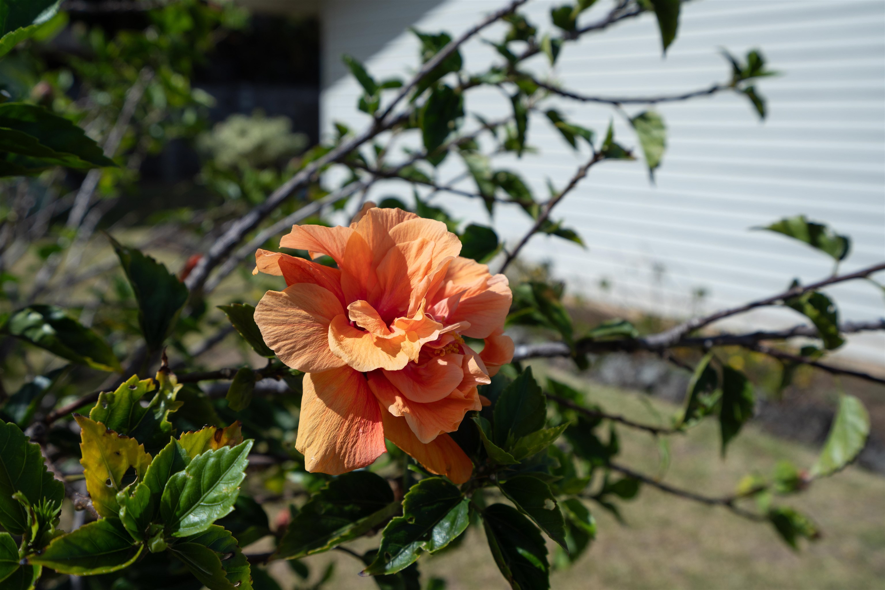 1081  Ulele St Makawao, Makawao/Olinda/Haliimaile home - photo 23 of 29