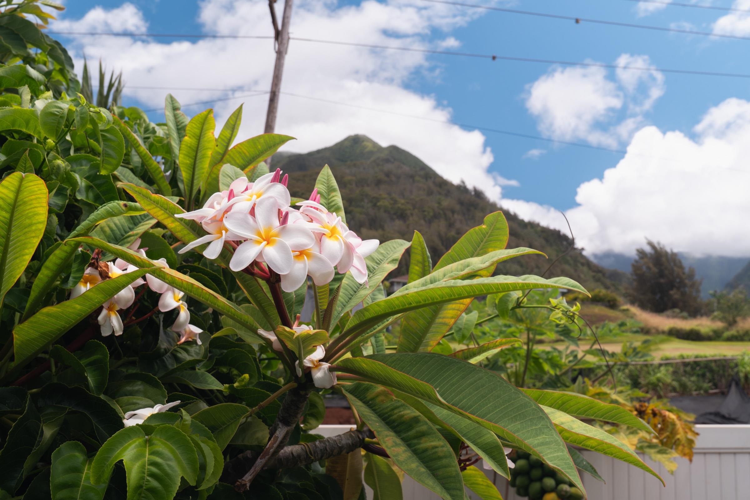 Kamani at Kehalani condo # 23, Wailuku, Hawaii - photo 21 of 24