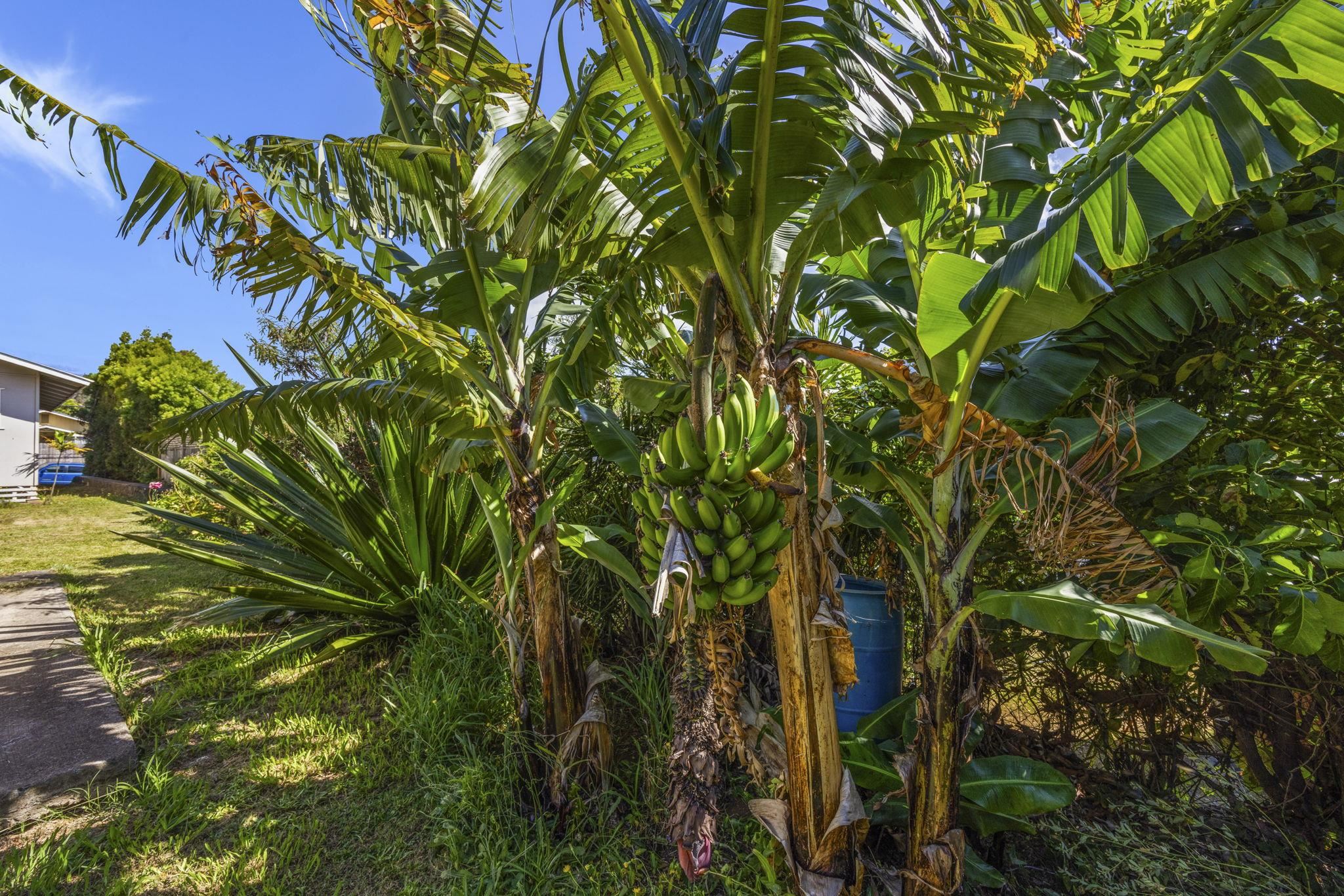 1091  Puana St Makawao Town, Makawao/Olinda/Haliimaile home - photo 48 of 49