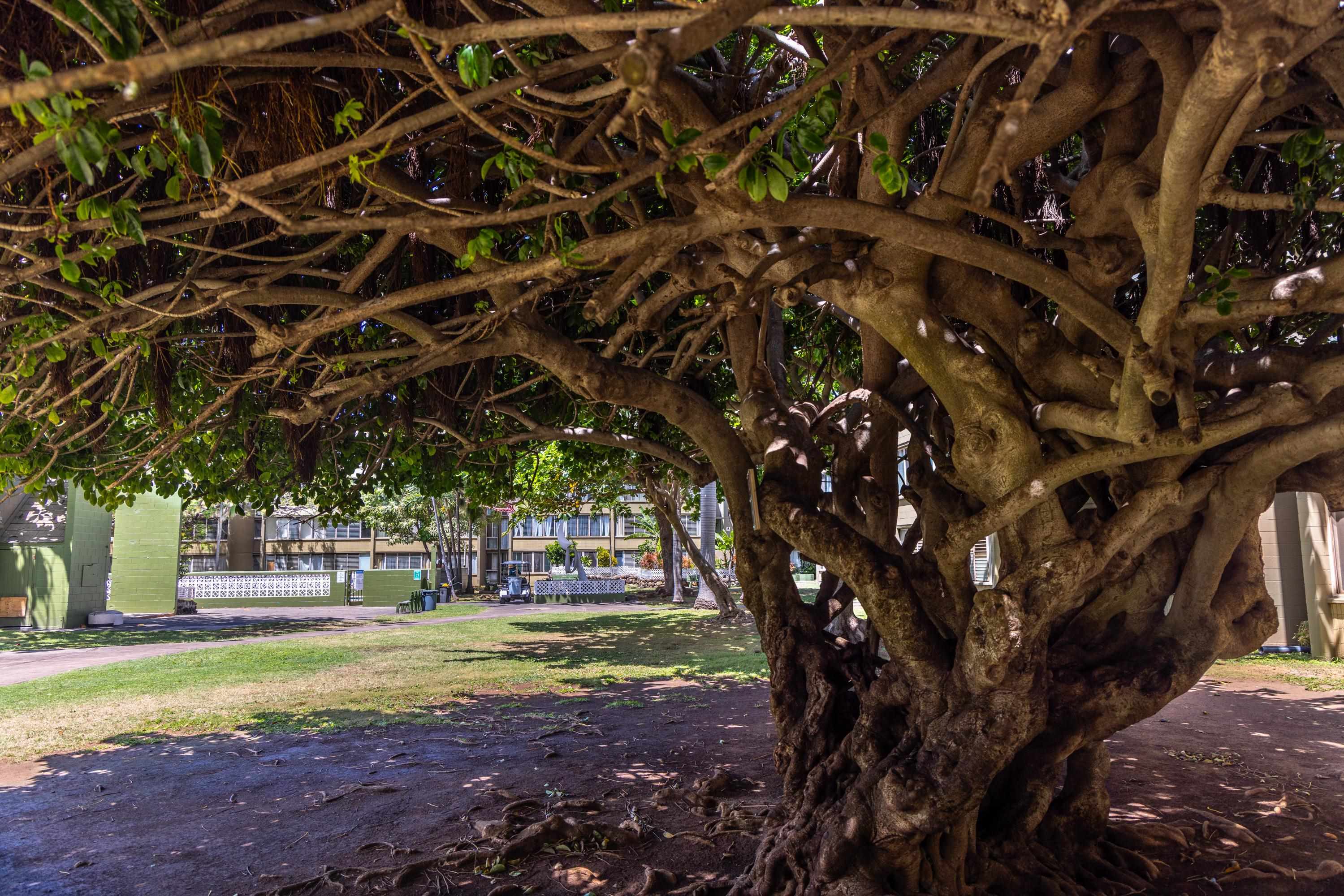 Harbor Lights condo # A121, Kahului, Hawaii - photo 29 of 41