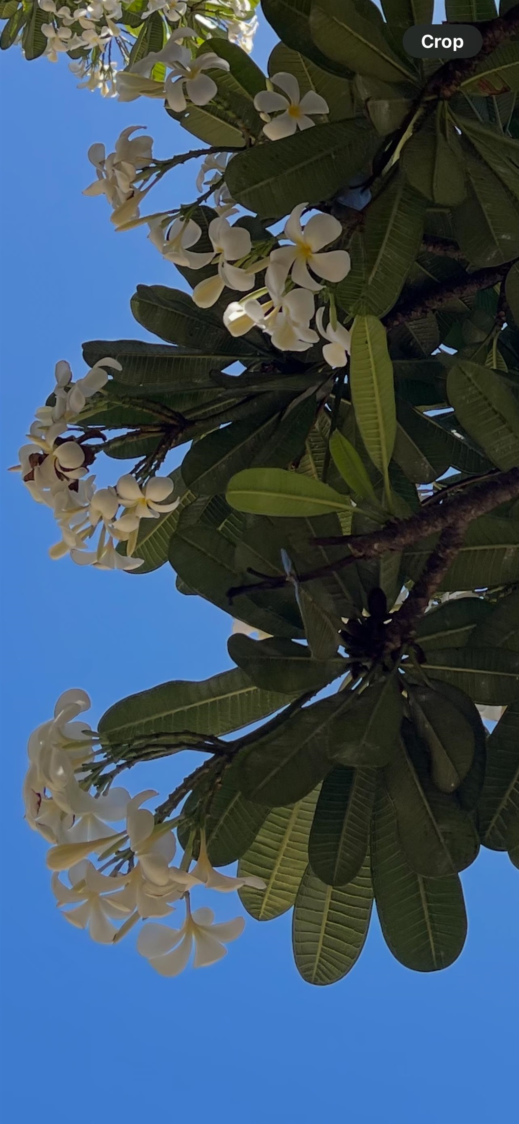 Harbor Lights condo # D112, Kahului, Hawaii - photo 23 of 29
