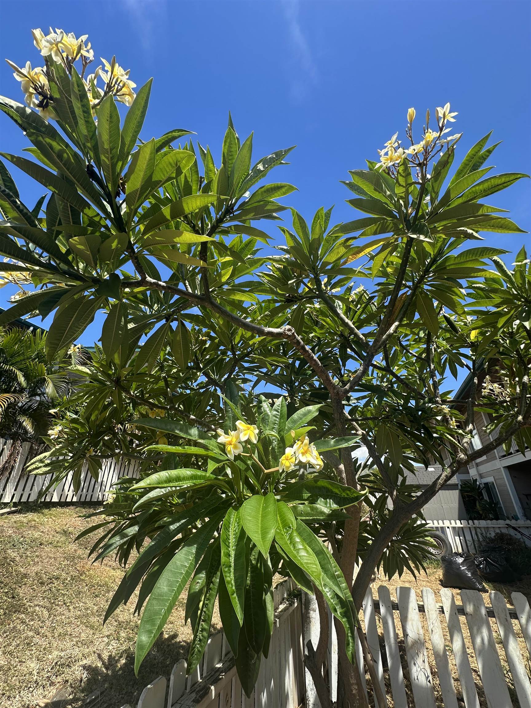 Iao Parkside III condo # 28-102, Wailuku, Hawaii - photo 7 of 50