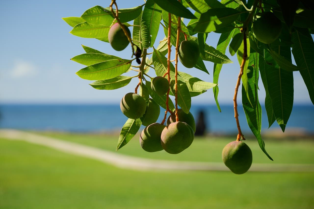 11499  Honoapiilani Hwy , Olowalu home - photo 33 of 49