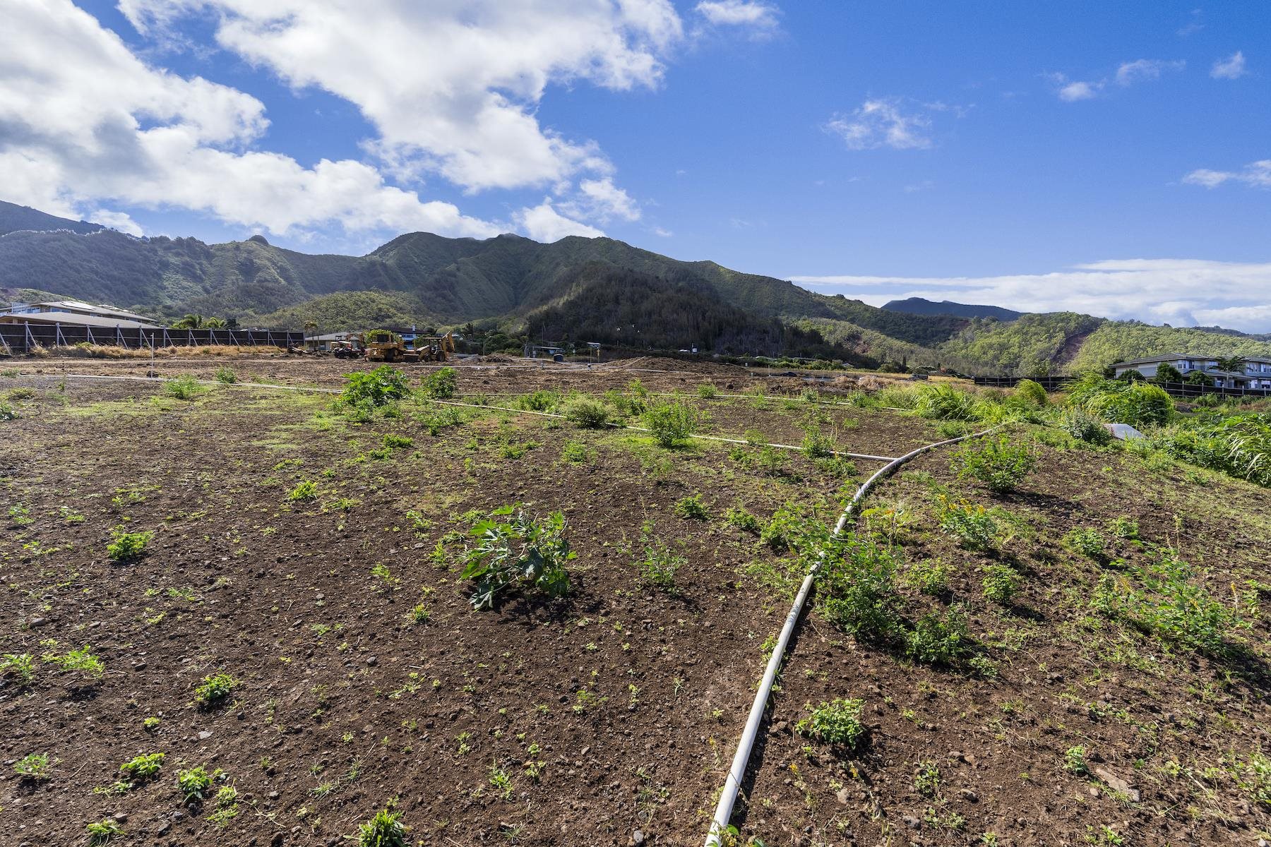 117 Kiha Pl Lot 43 Wailuku, Hi vacant land for sale - photo 5 of 18