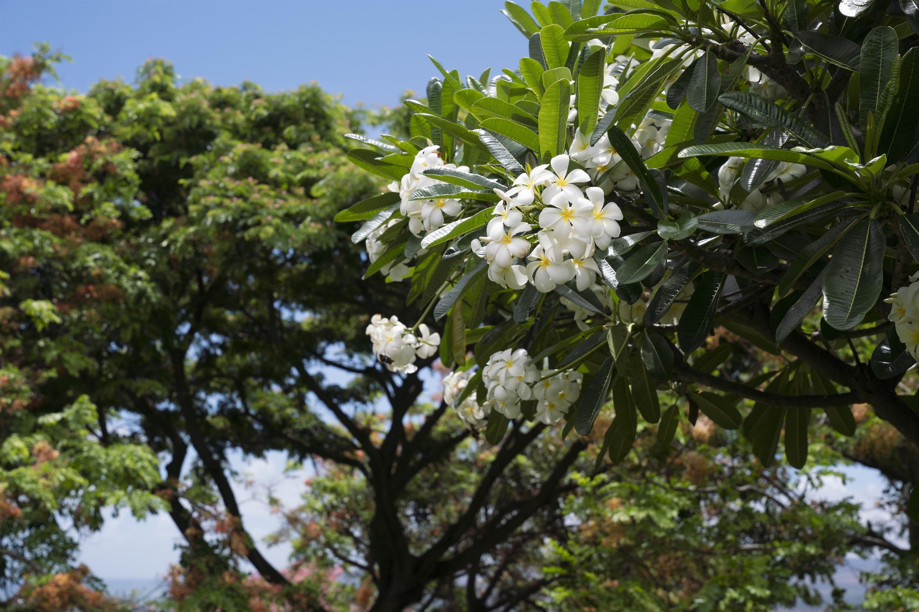 Hoolea Terrace at Kehalani condo # 906, Wailuku, Hawaii - photo 27 of 32