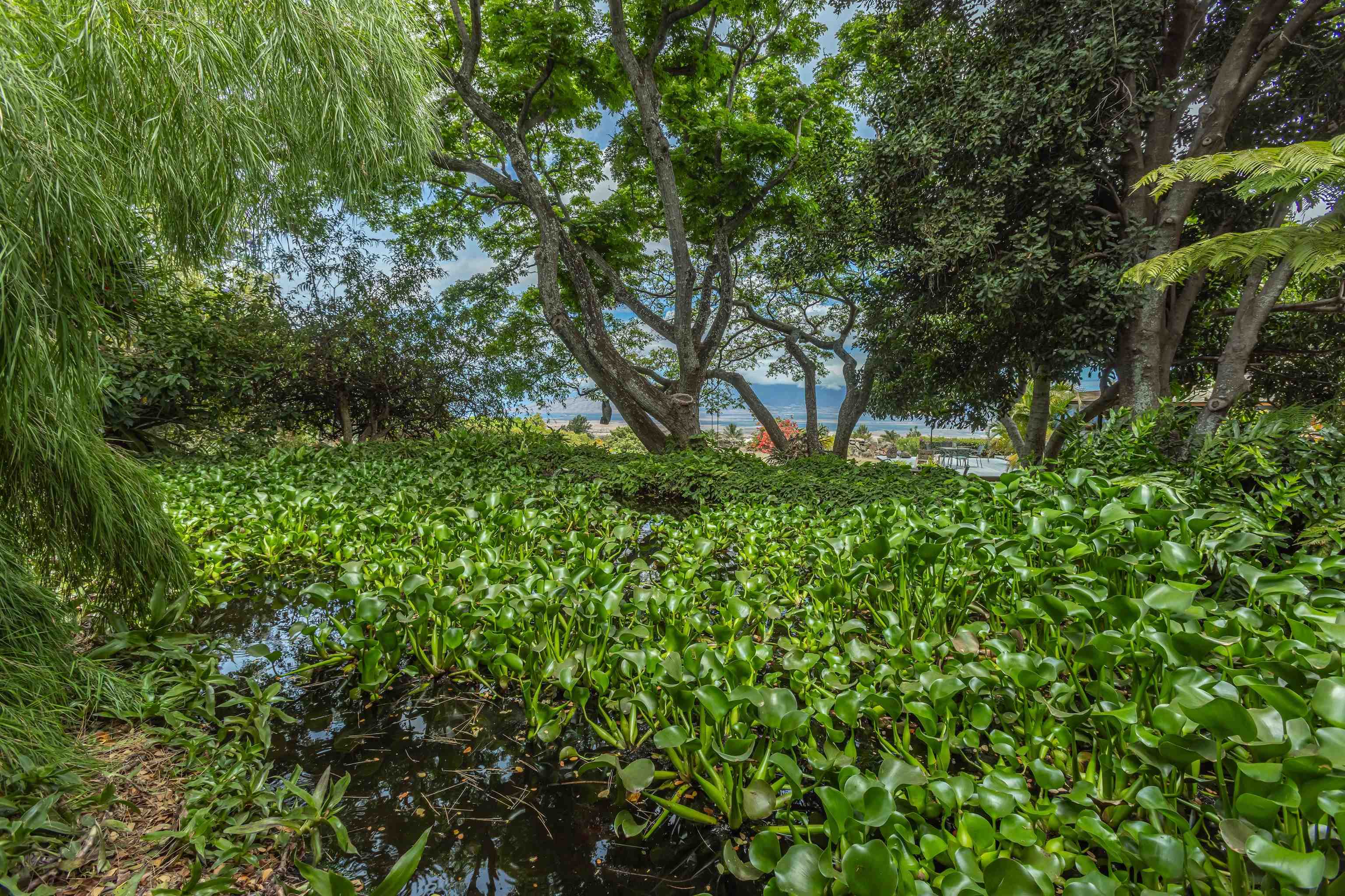 1195  Omaopio Rd Lower Kula, Kula/Ulupalakua/Kanaio home - photo 45 of 50
