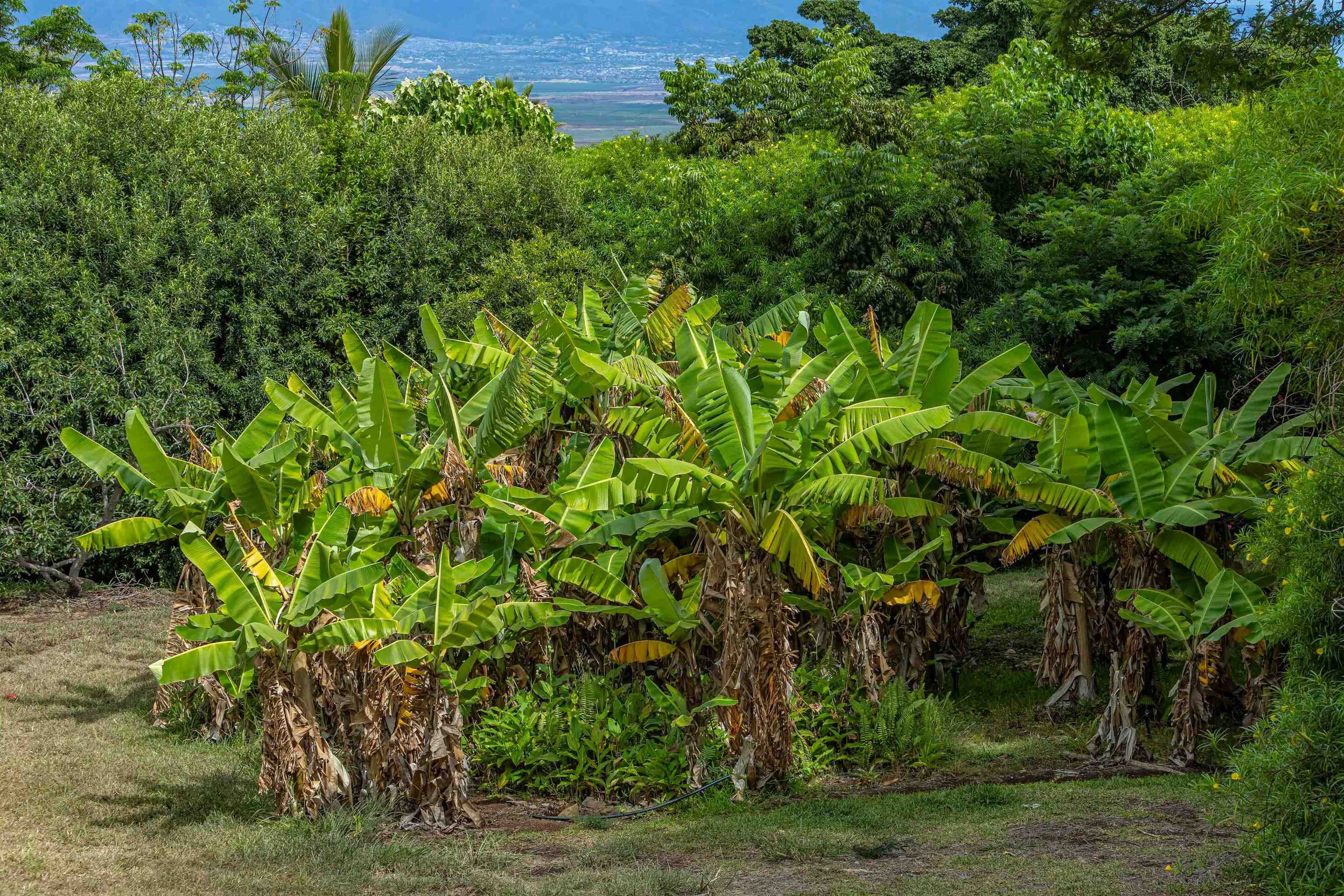1195  Omaopio Rd Lower Kula, Kula/Ulupalakua/Kanaio home - photo 19 of 27
