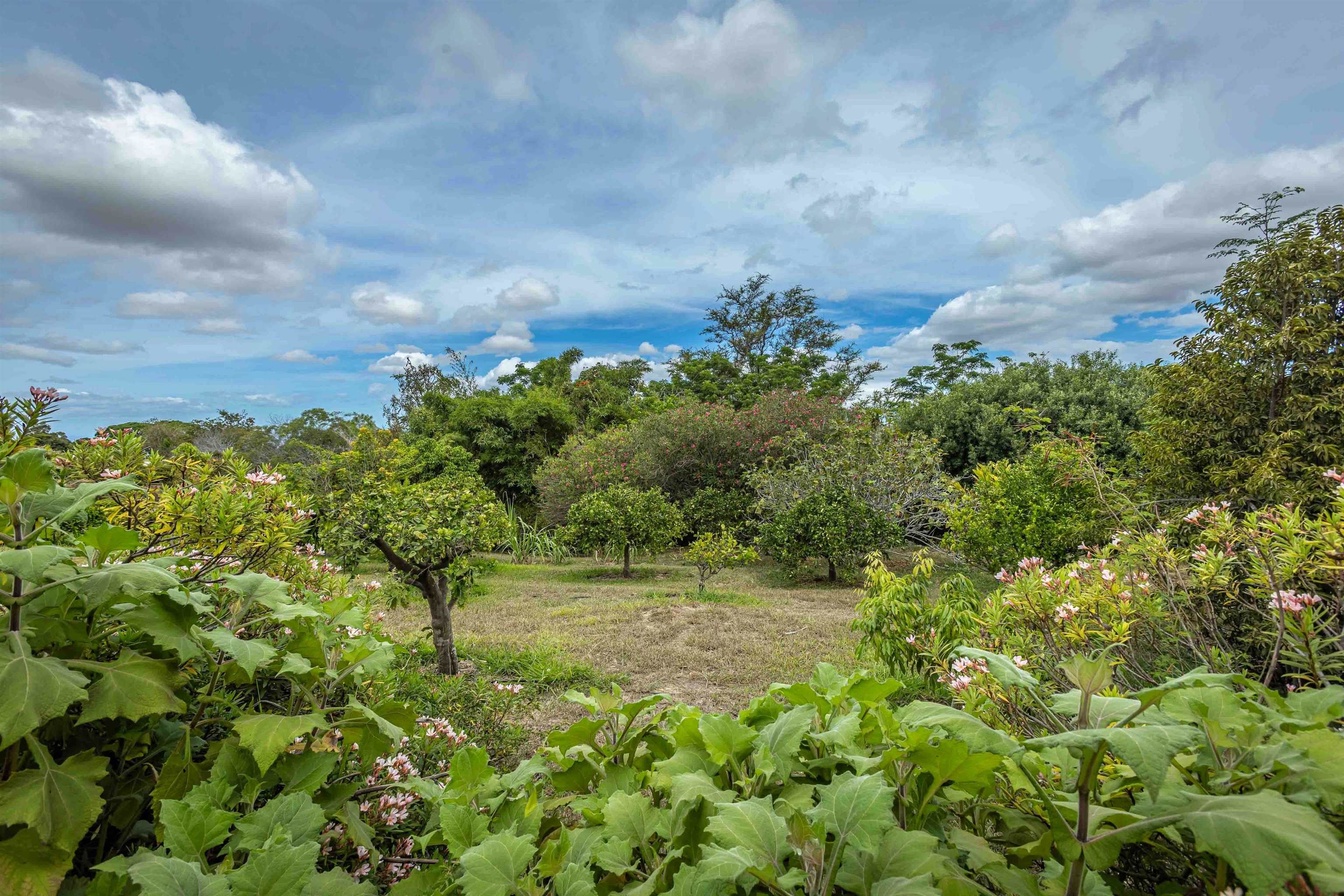 1195  Omaopio Rd Lower Kula, Kula/Ulupalakua/Kanaio home - photo 20 of 27