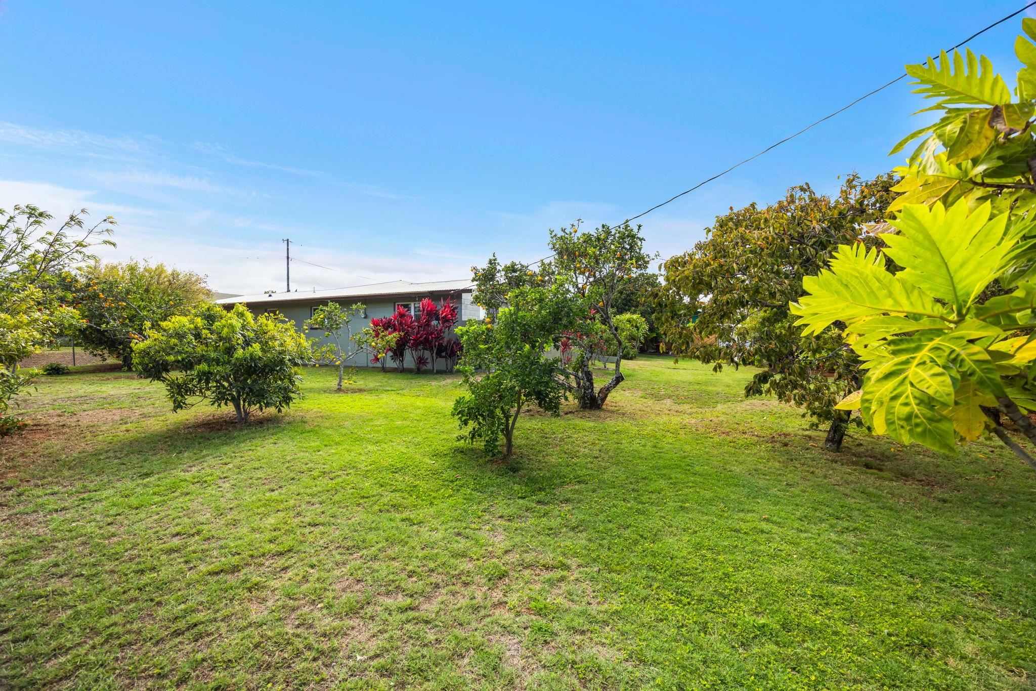 1199  Freitas Pl , Makawao/Olinda/Haliimaile home - photo 29 of 46