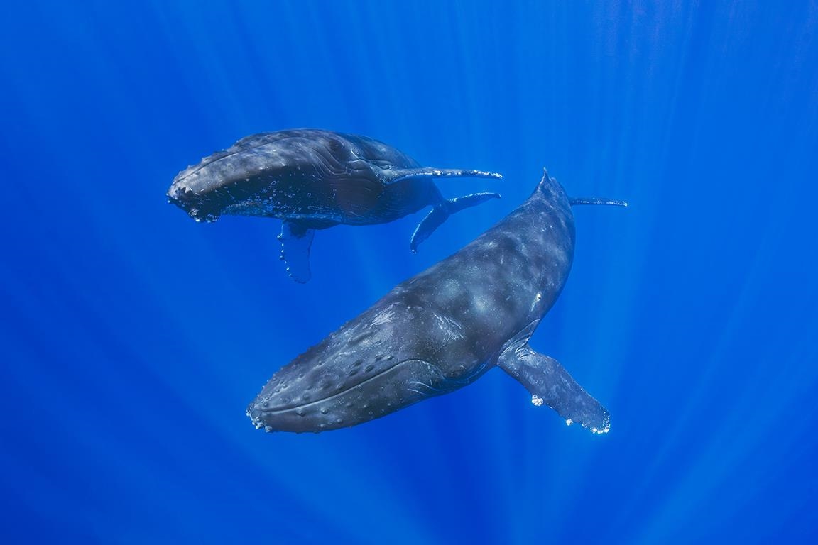 122  Ulua Rd Kawela Plantation, Molokai home - photo 11 of 50