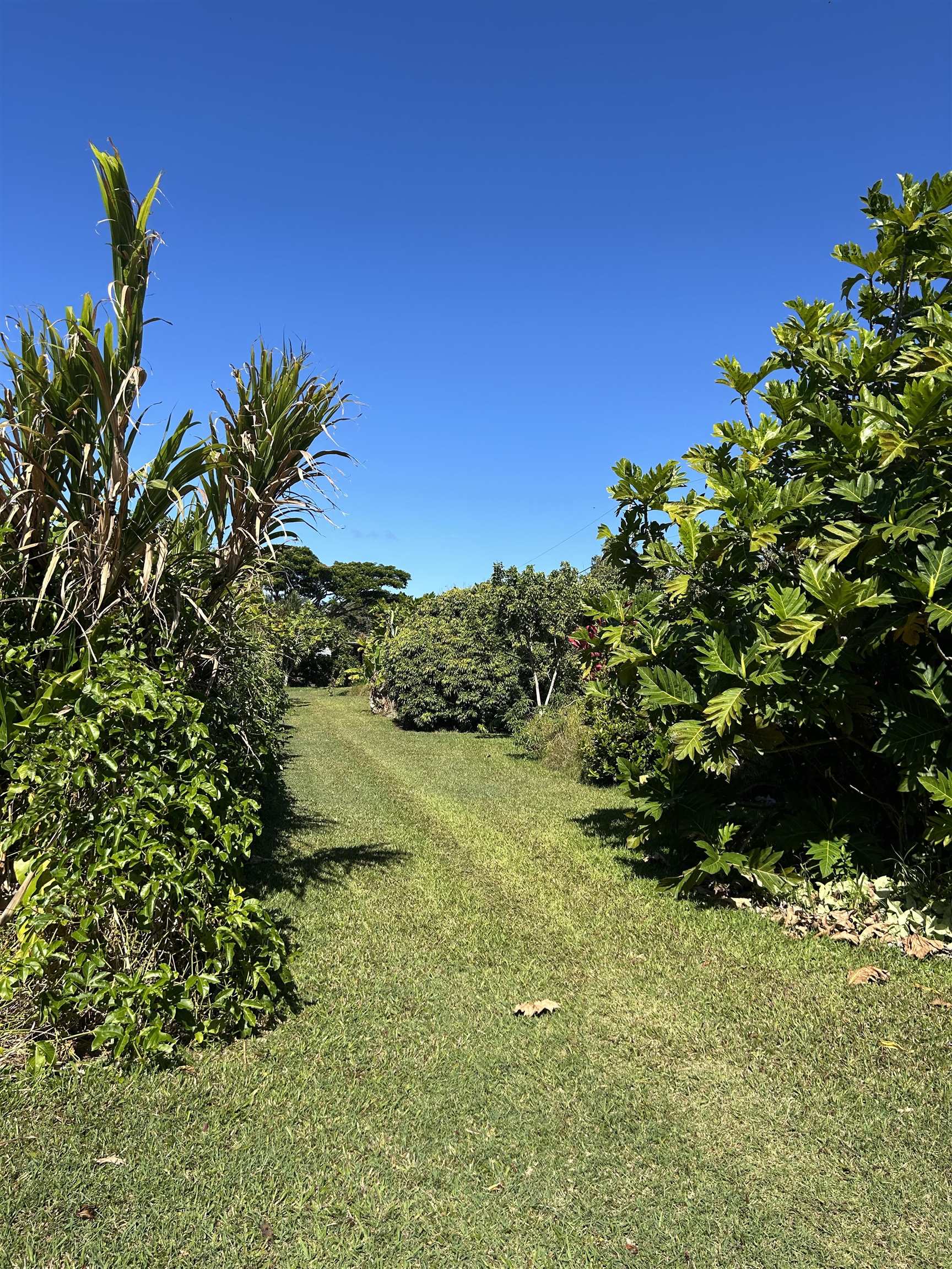 1220  Kuiaha Rd , Haiku home - photo 37 of 48