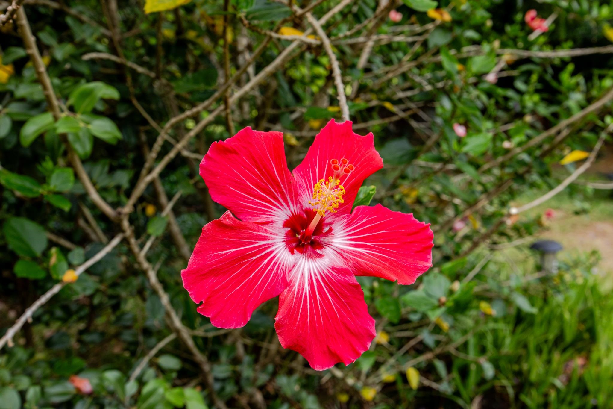 1220  Kuiaha Rd , Haiku home - photo 38 of 48