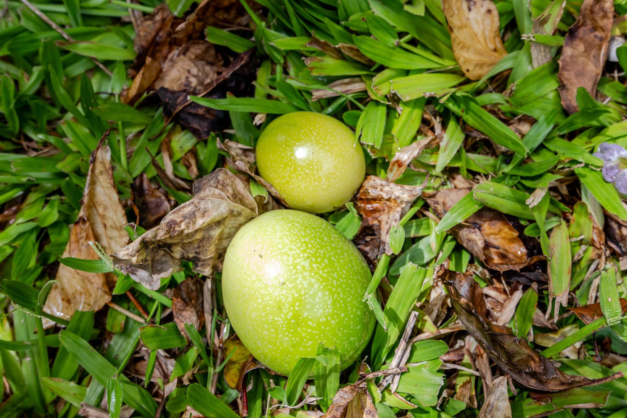 1220  Kuiaha Rd , Haiku home - photo 39 of 48