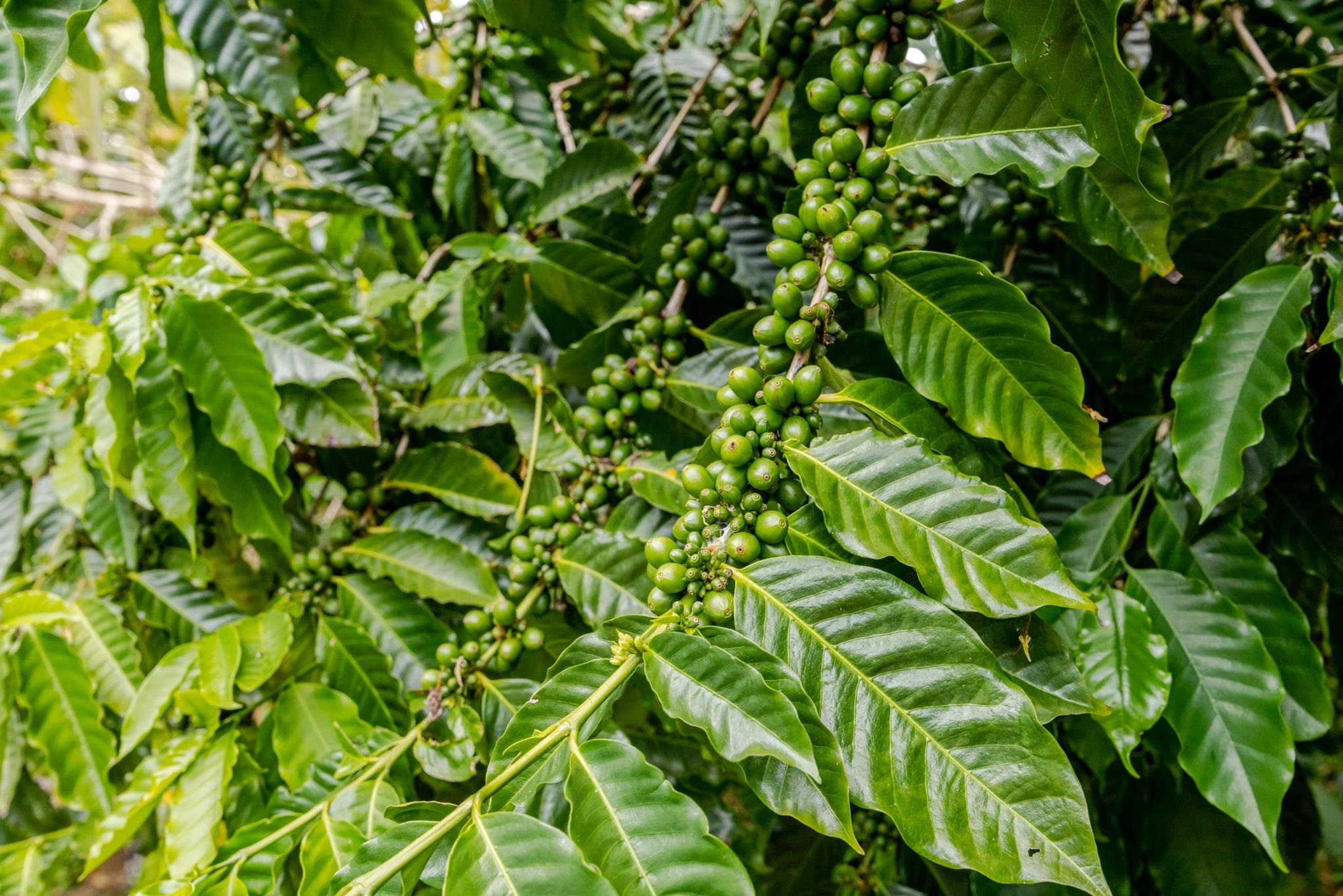 1220  Kuiaha Rd , Haiku home - photo 40 of 48