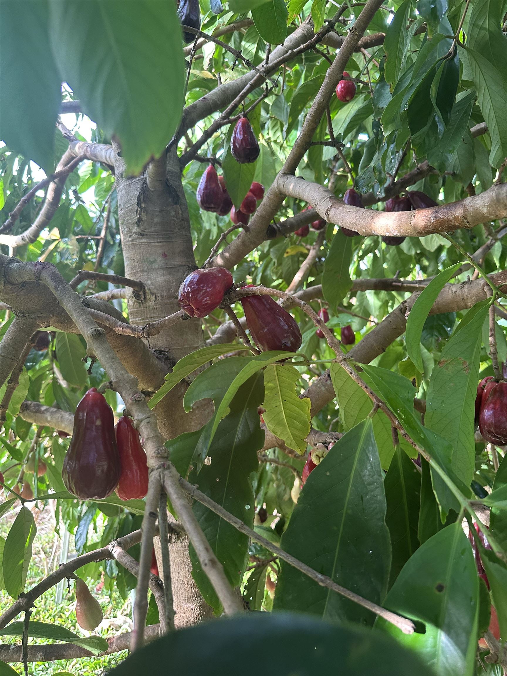 1220  Kuiaha Rd , Haiku home - photo 9 of 48