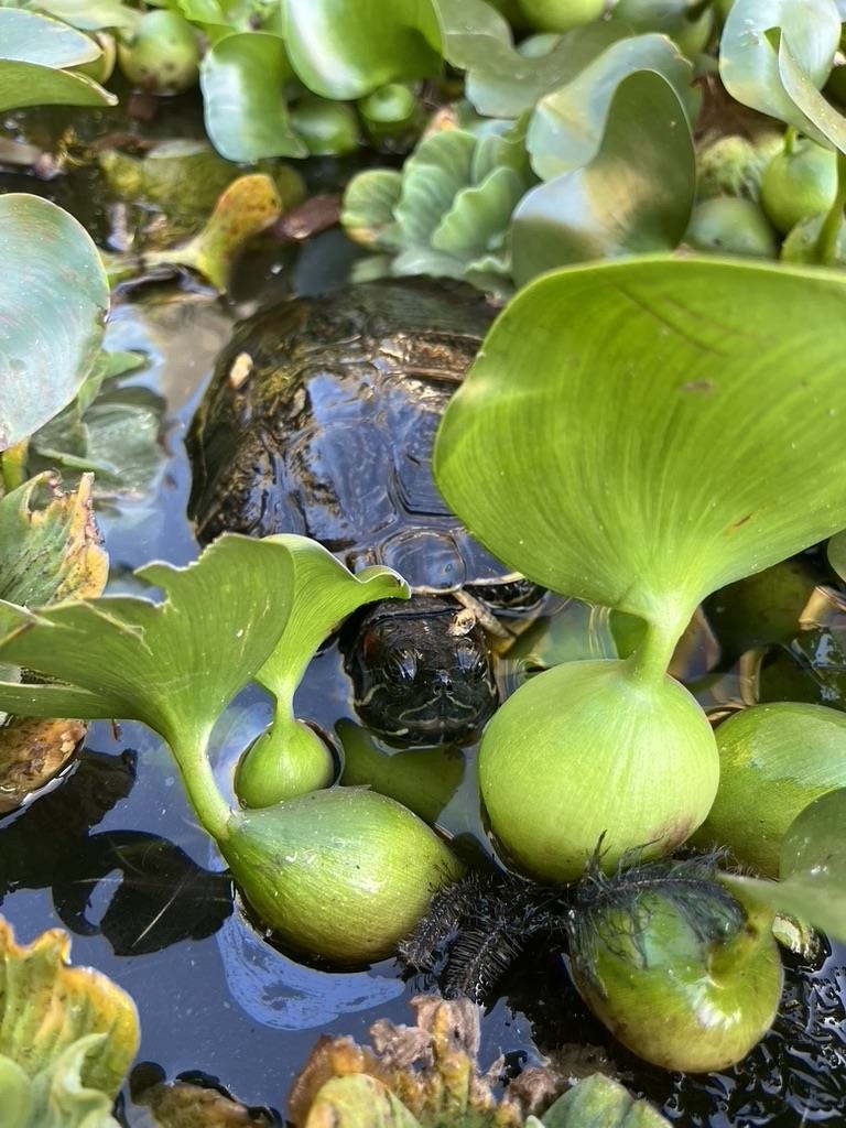 125  Hiwalani Loop , Pukalani home - photo 44 of 50