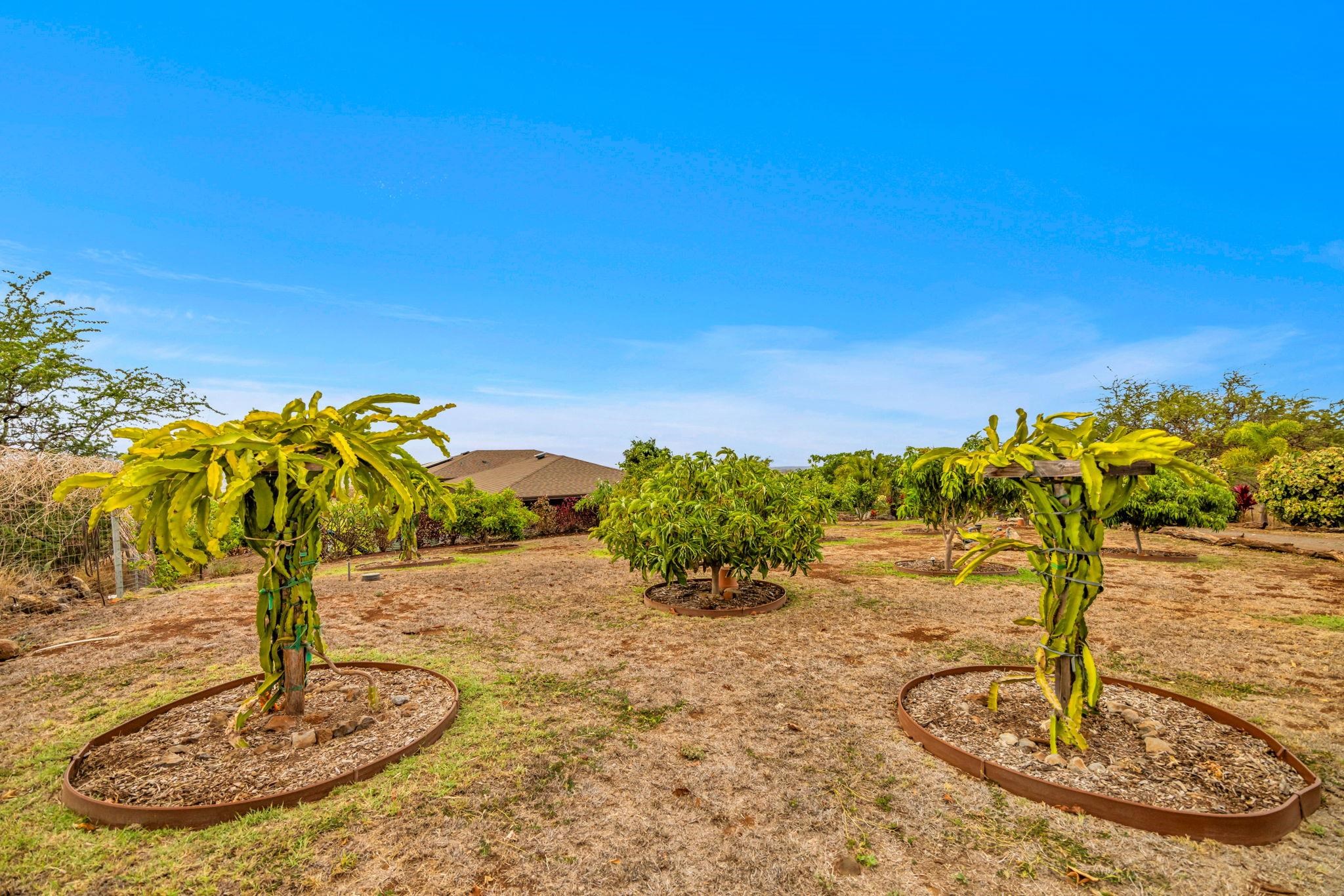 126  Hoomaikai Pl Omaopio, Kula/Ulupalakua/Kanaio home - photo 38 of 50