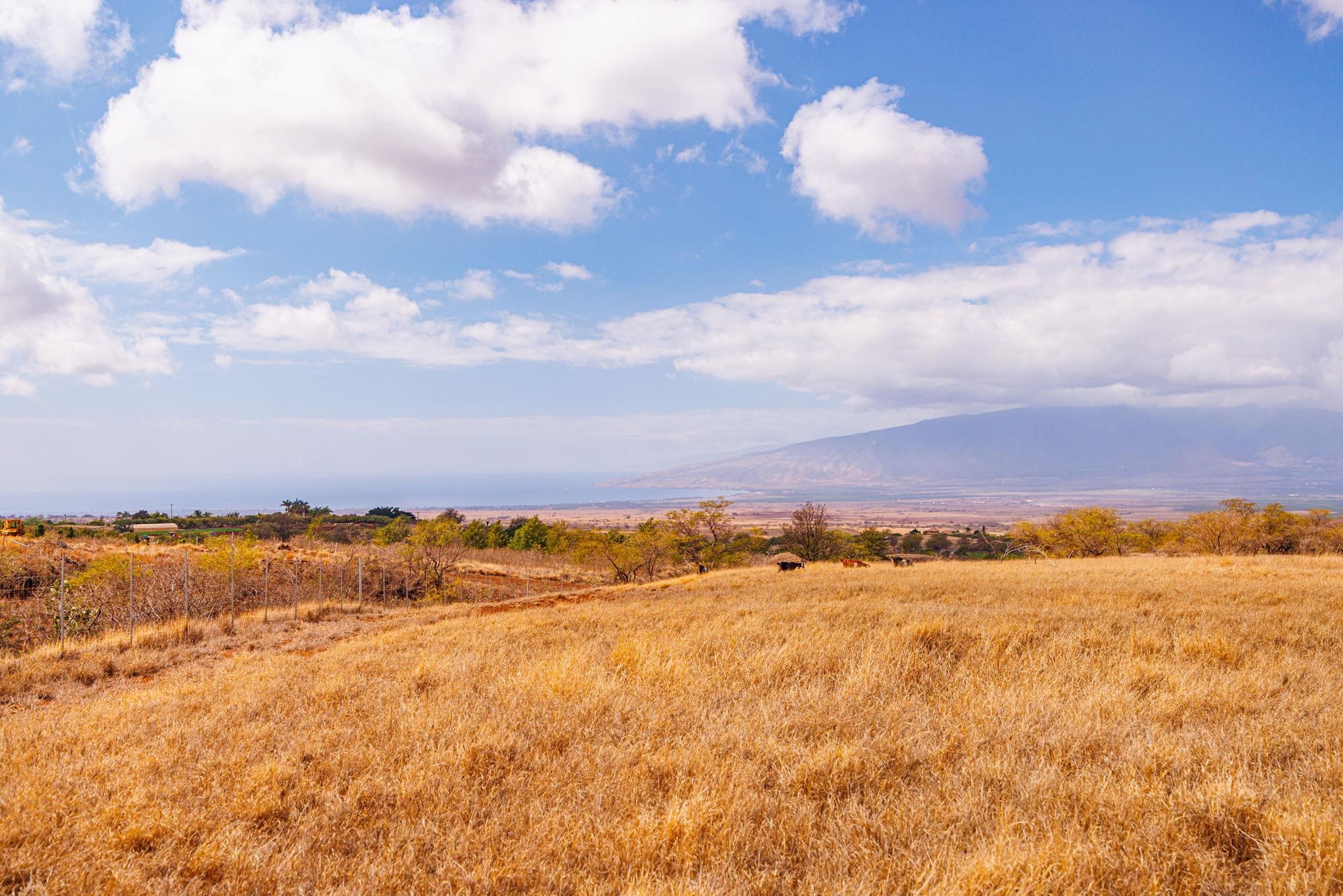 126  Hoomaikai Pl Omaopio, Kula/Ulupalakua/Kanaio home - photo 39 of 50