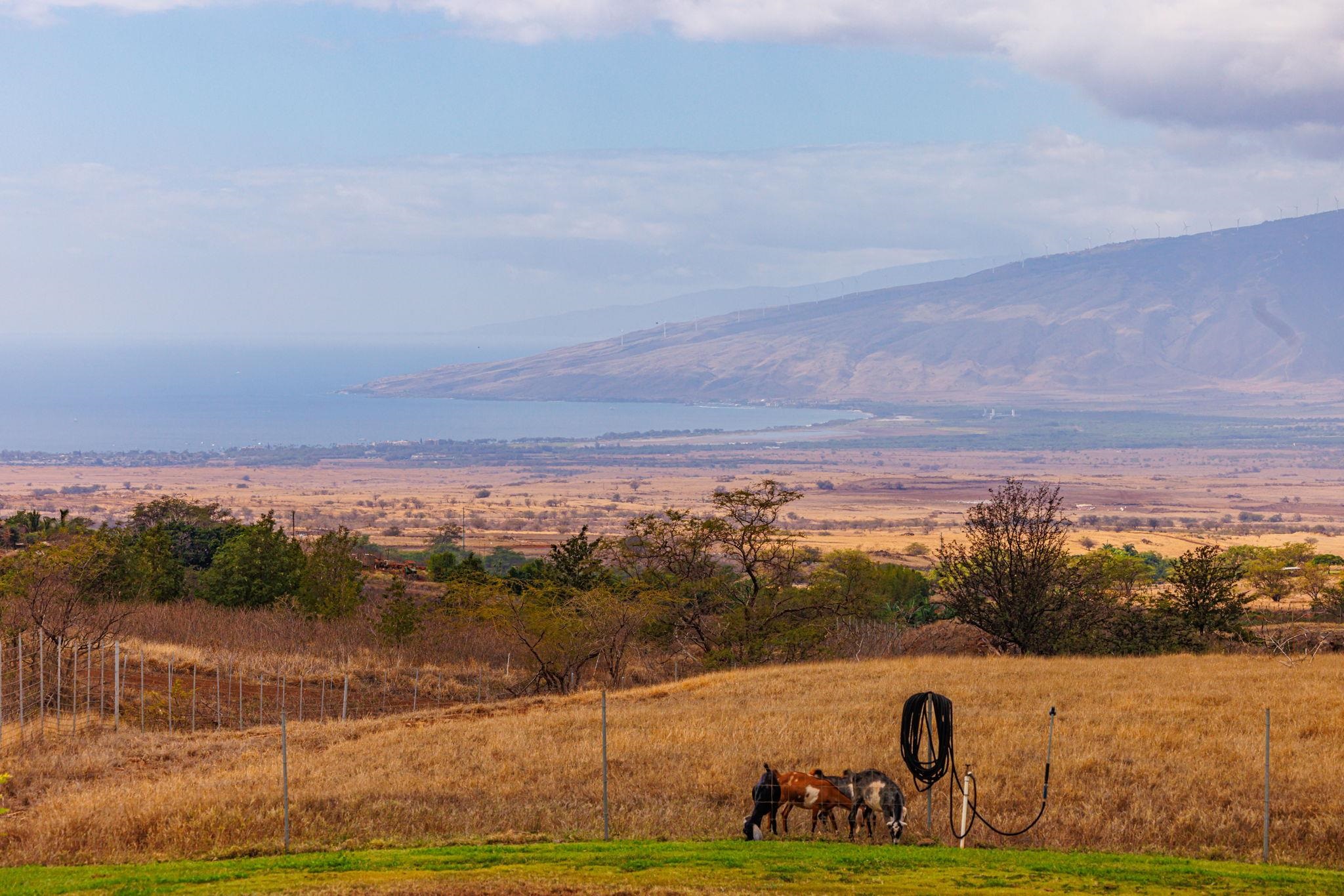 126  Hoomaikai Pl Omaopio, Kula/Ulupalakua/Kanaio home - photo 45 of 50