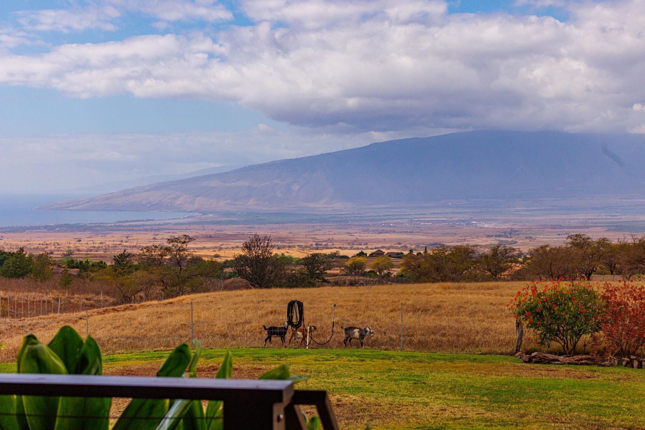 126  Hoomaikai Pl Omaopio, Kula/Ulupalakua/Kanaio home - photo 6 of 50