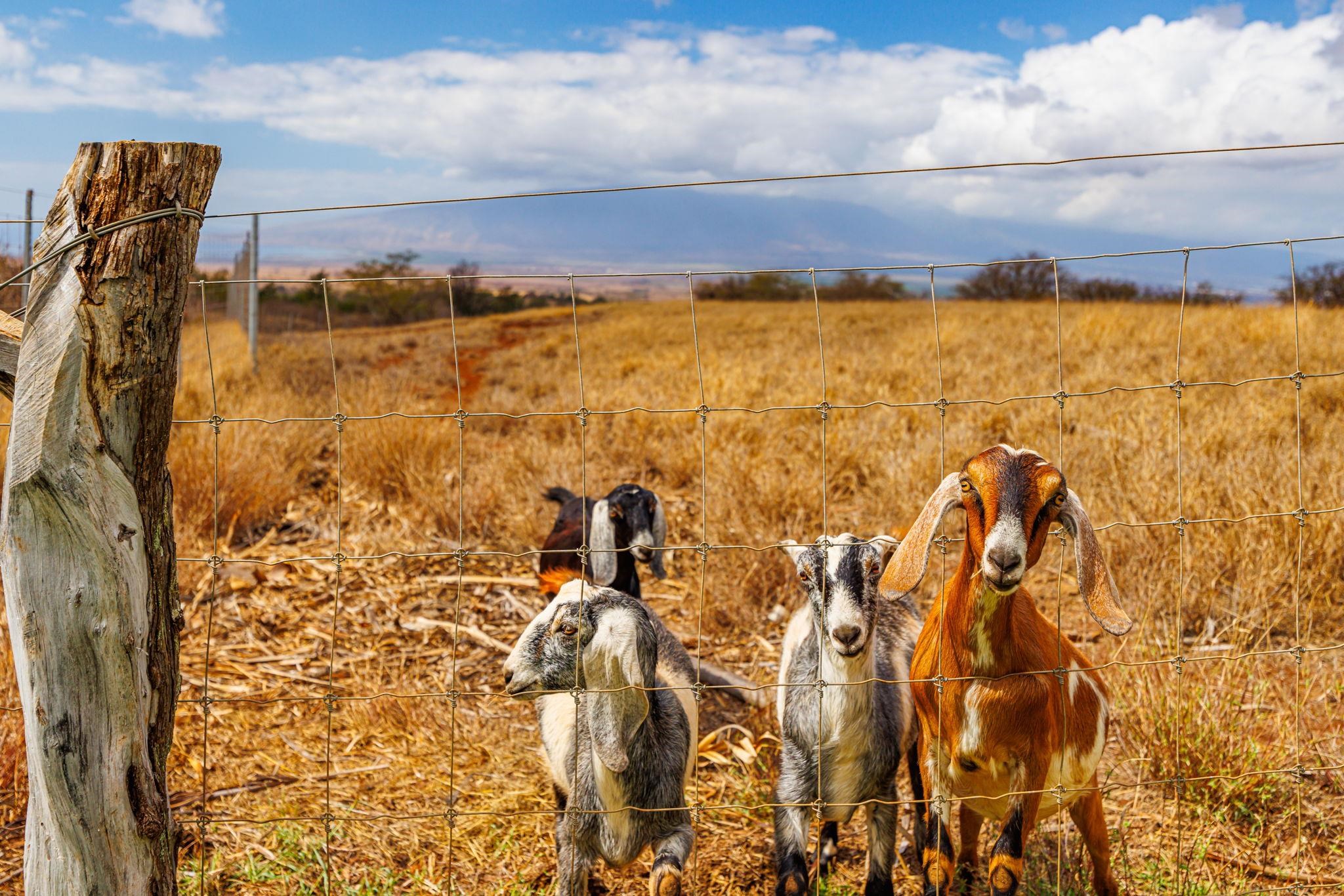 126  Hoomaikai Pl Omaopio, Kula/Ulupalakua/Kanaio home - photo 7 of 50