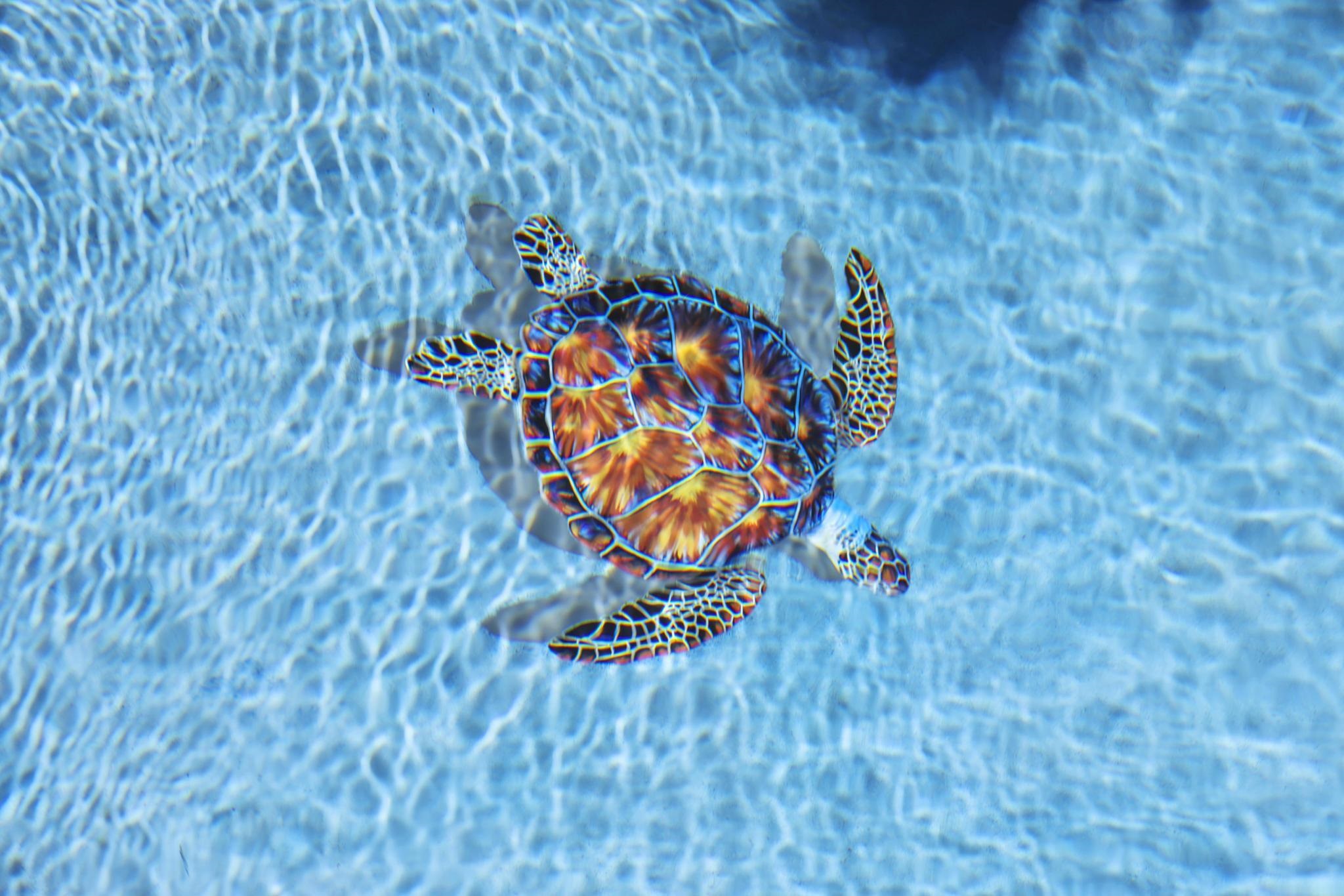 126  Ponana St South Maui, Kihei home - photo 23 of 50