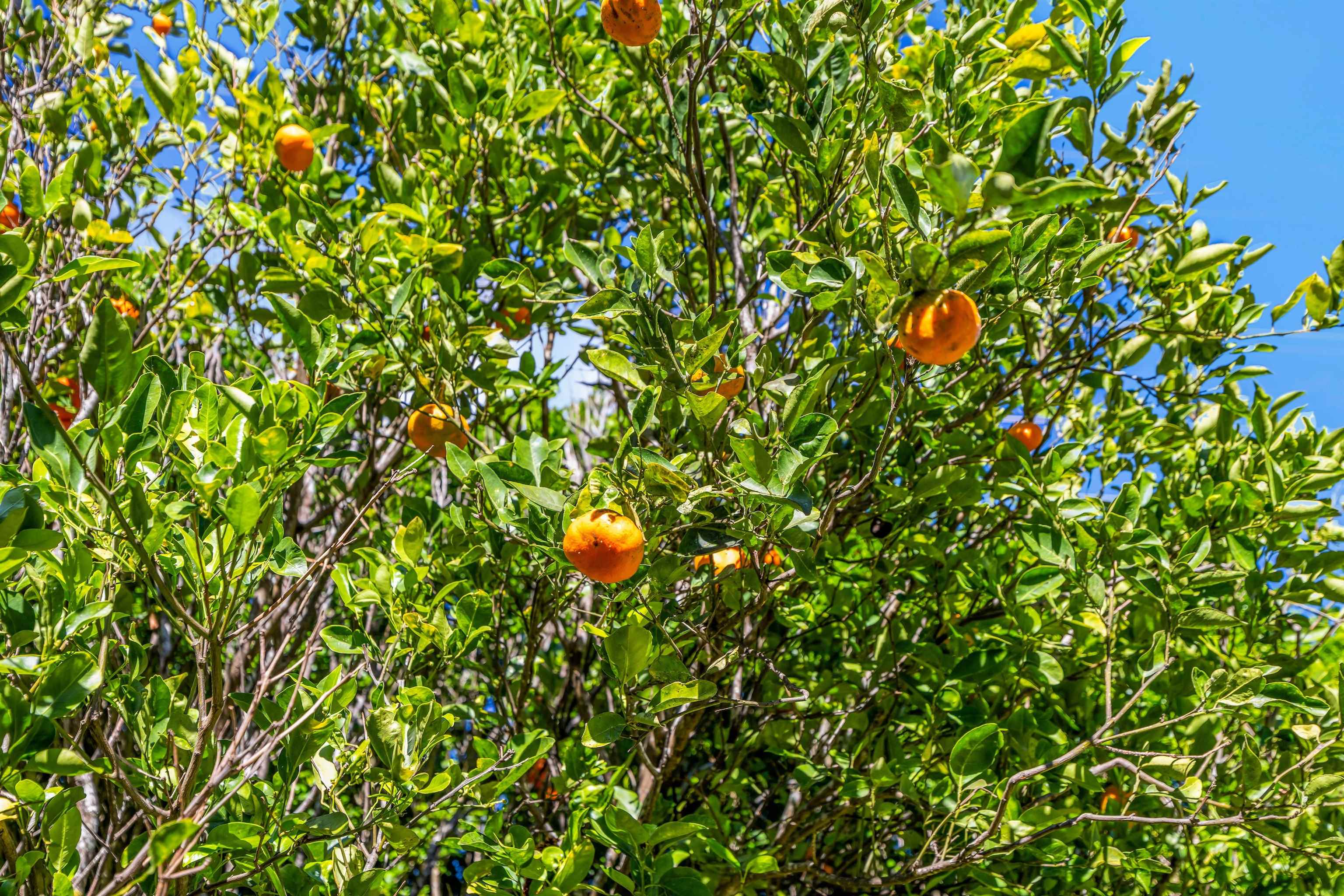 1260  Makawao Ave Makawao Town, Makawao/Olinda/Haliimaile home - photo 33 of 35